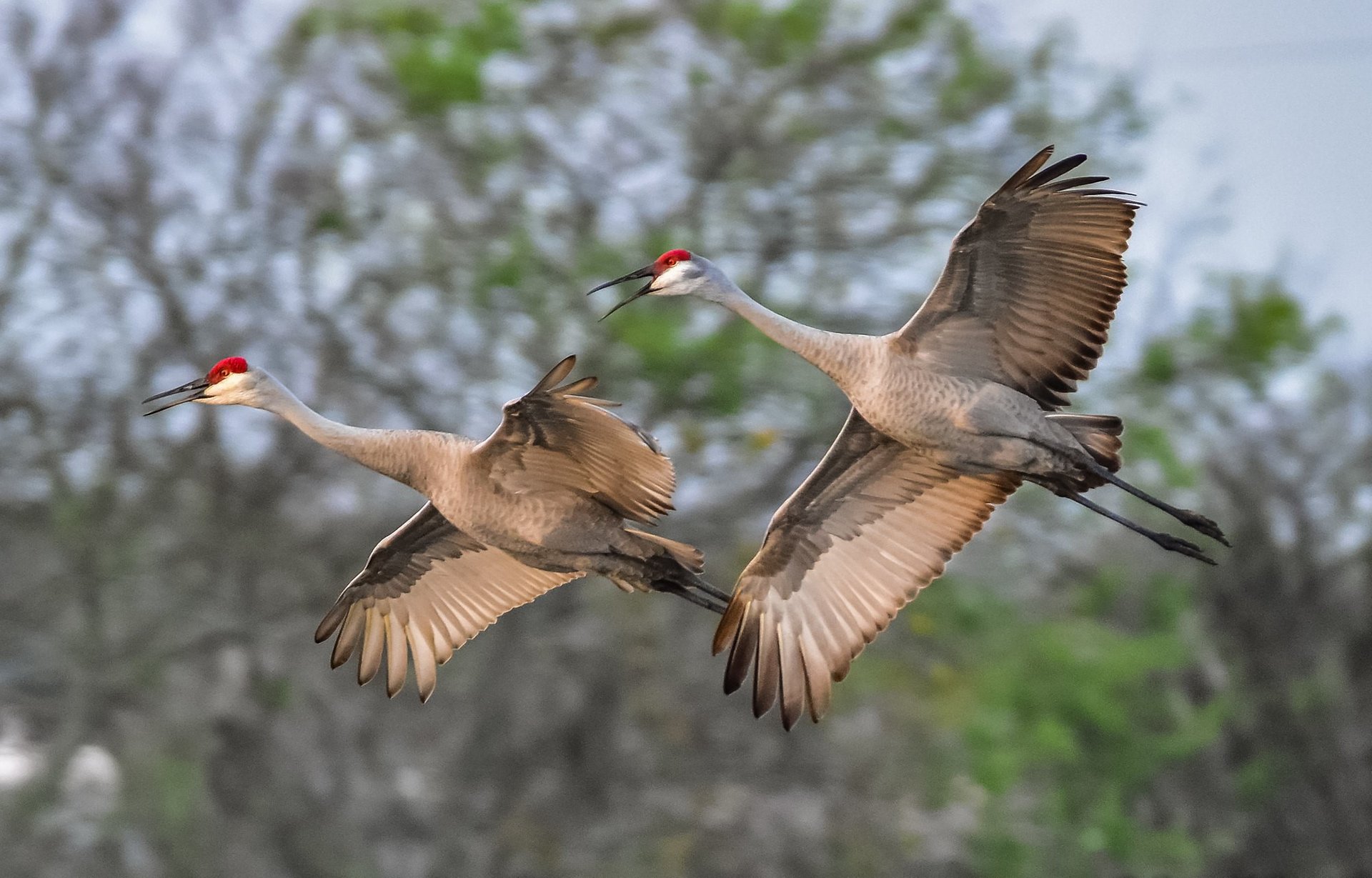 Sandhill Crane Family, Bird Photography, Florida Birds, Sandhill