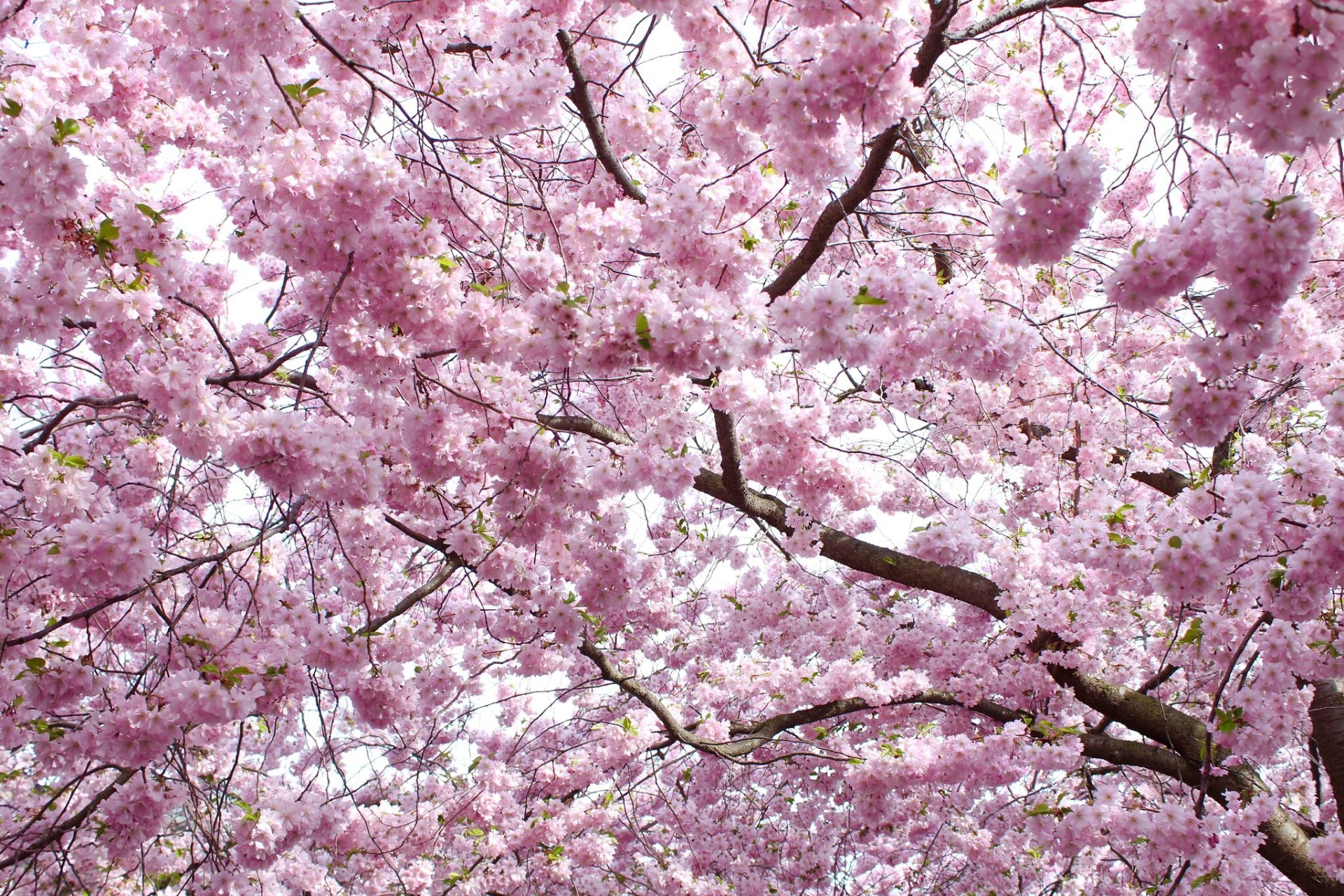 Flor de cereja