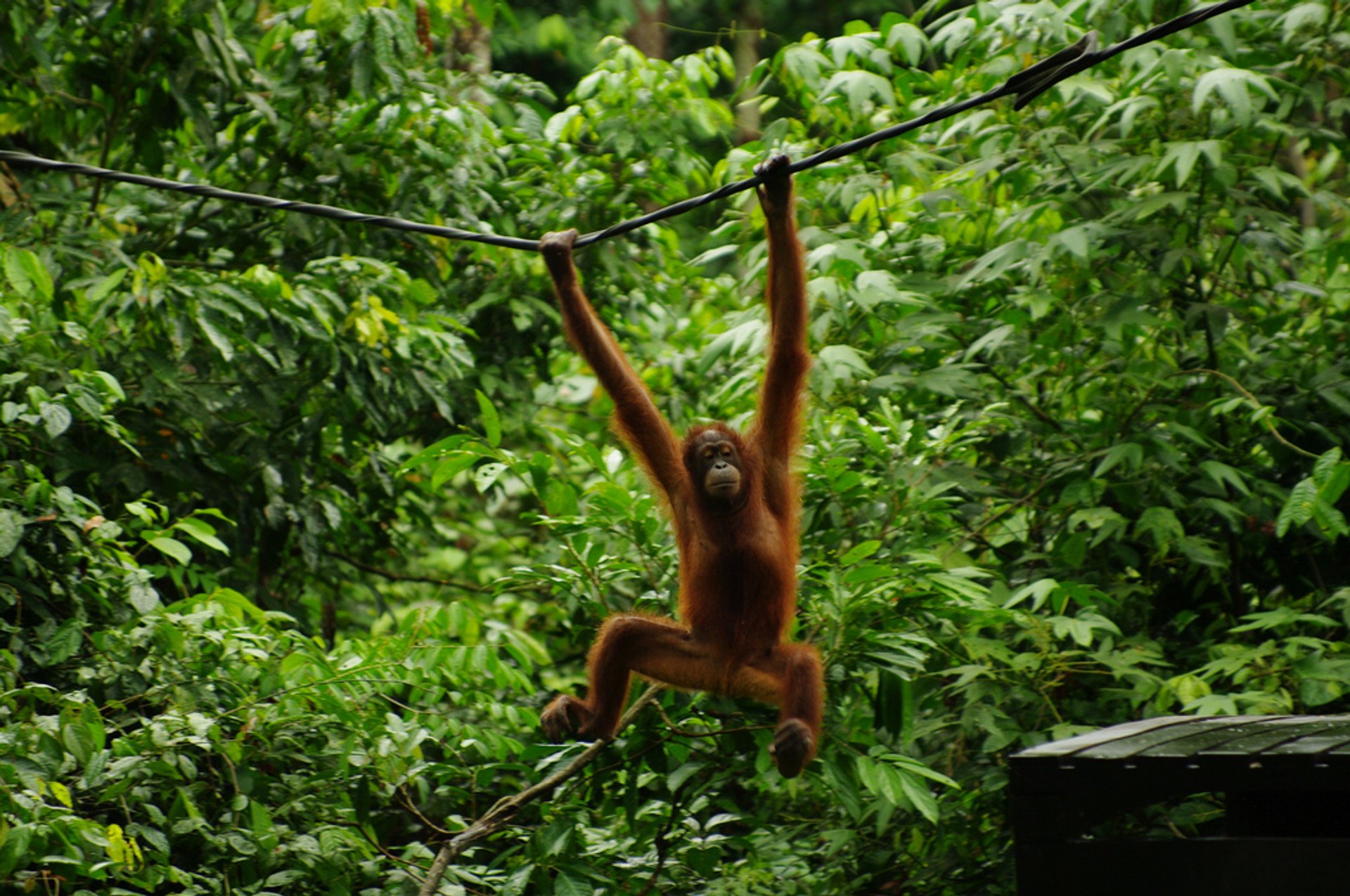 Observando orangulanos