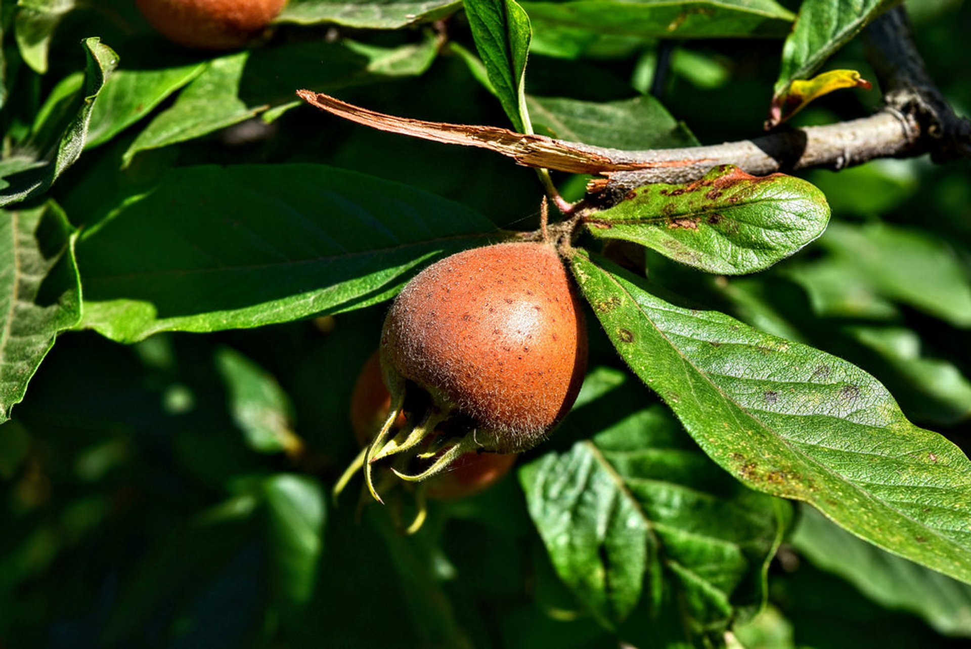 Medlar