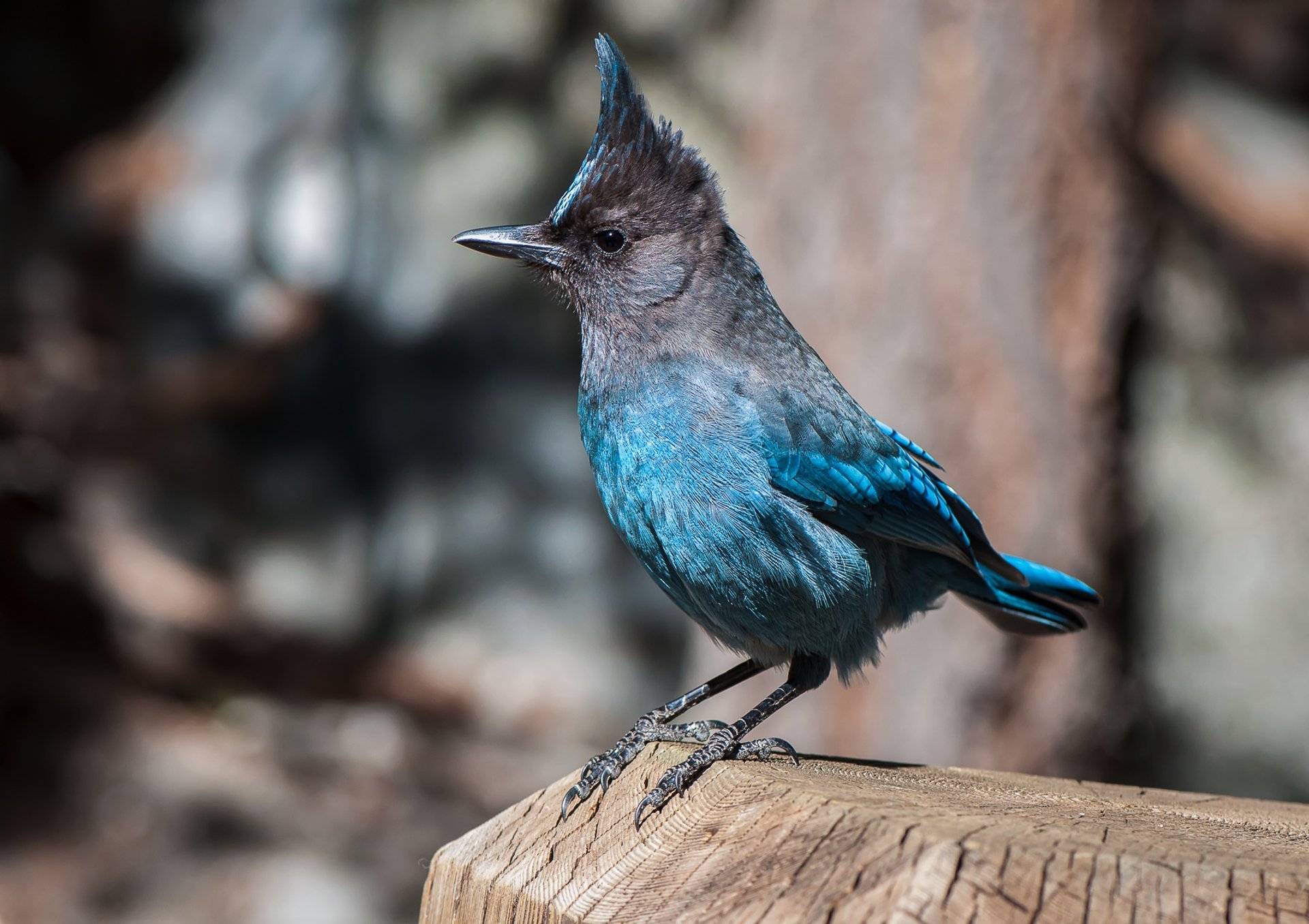 Observation des oiseaux