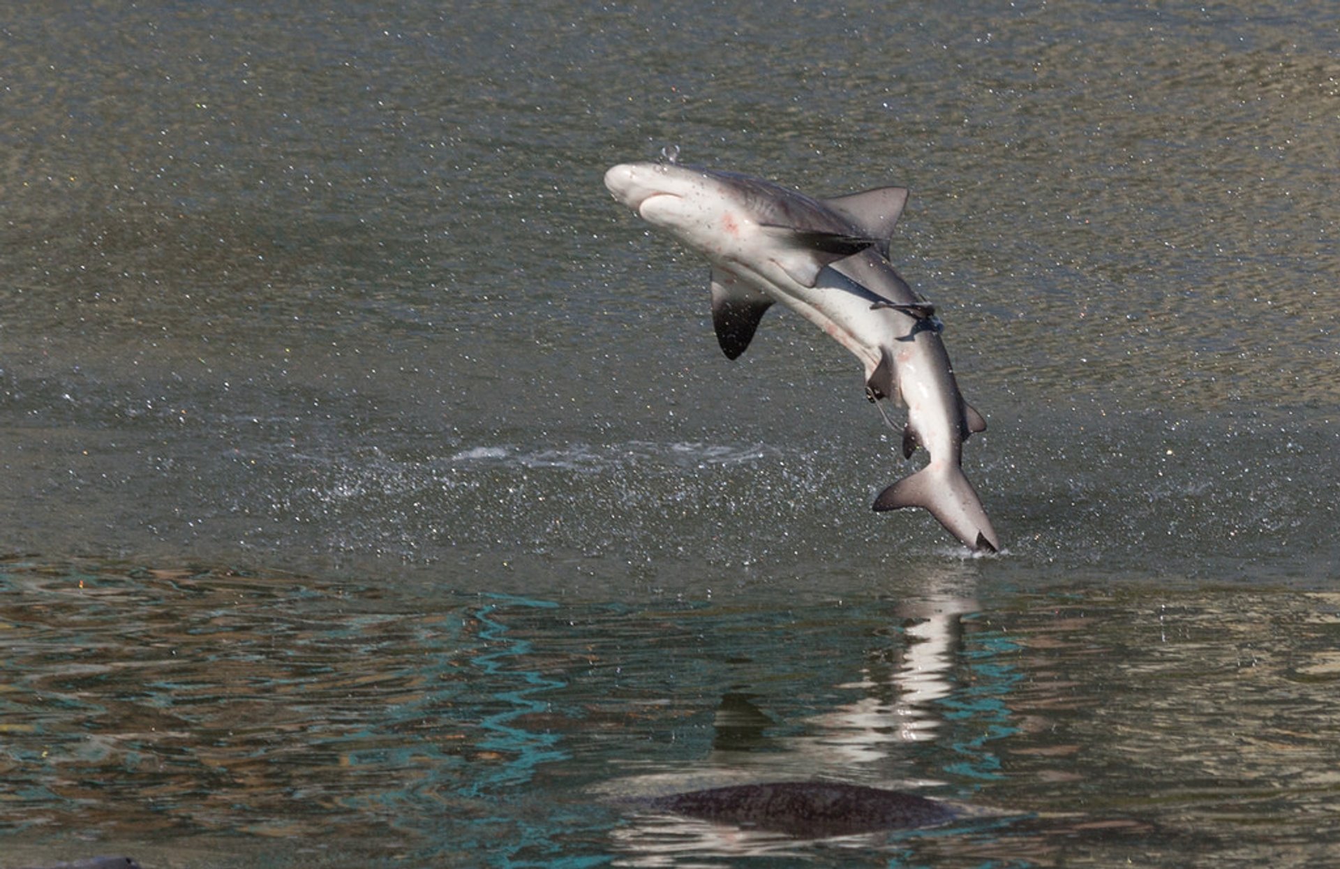 Le grand requin marteau, l'un des plus grands prédateurs de Floride 