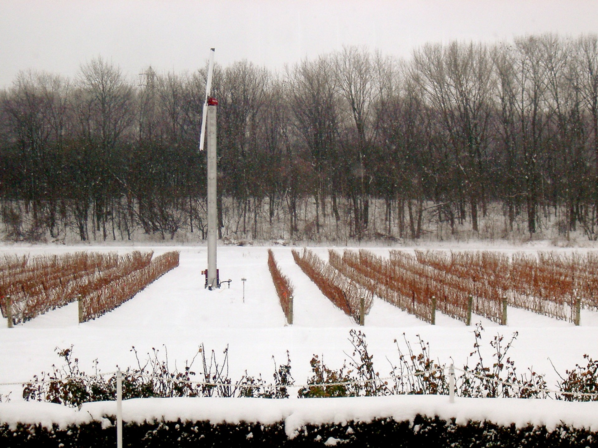 Niagara Icewine Festival