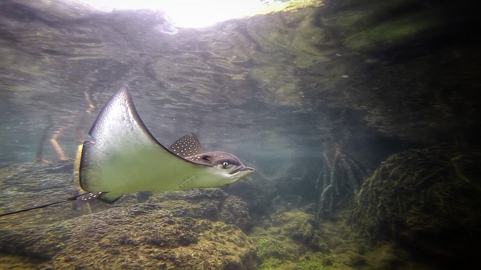 Hammerheads et Manta Saison