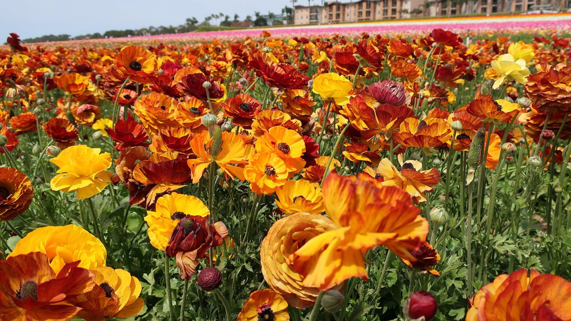 The Flower Fields at Carlsbad Ranch