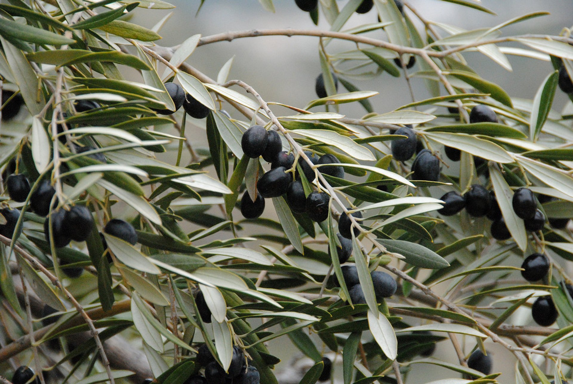 Aceitunas y aceite de oliva