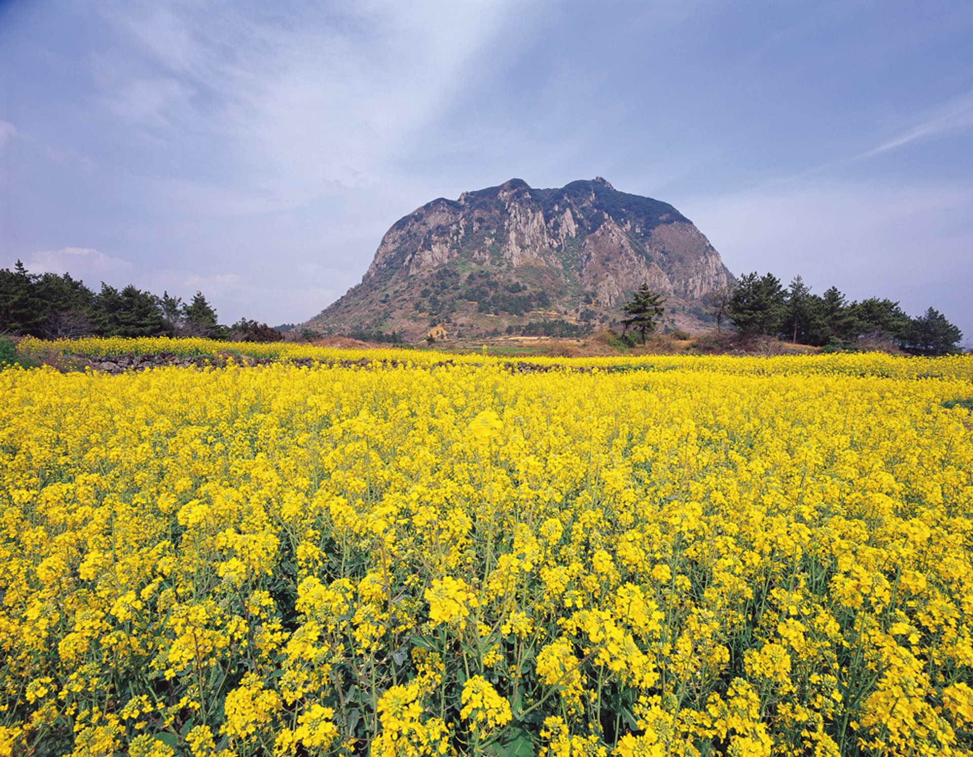 Canola (Yuche) Bloom sur l'île Jeju