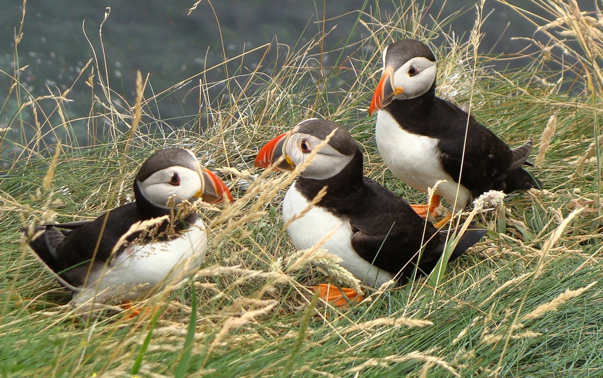 Crociera a Staffa