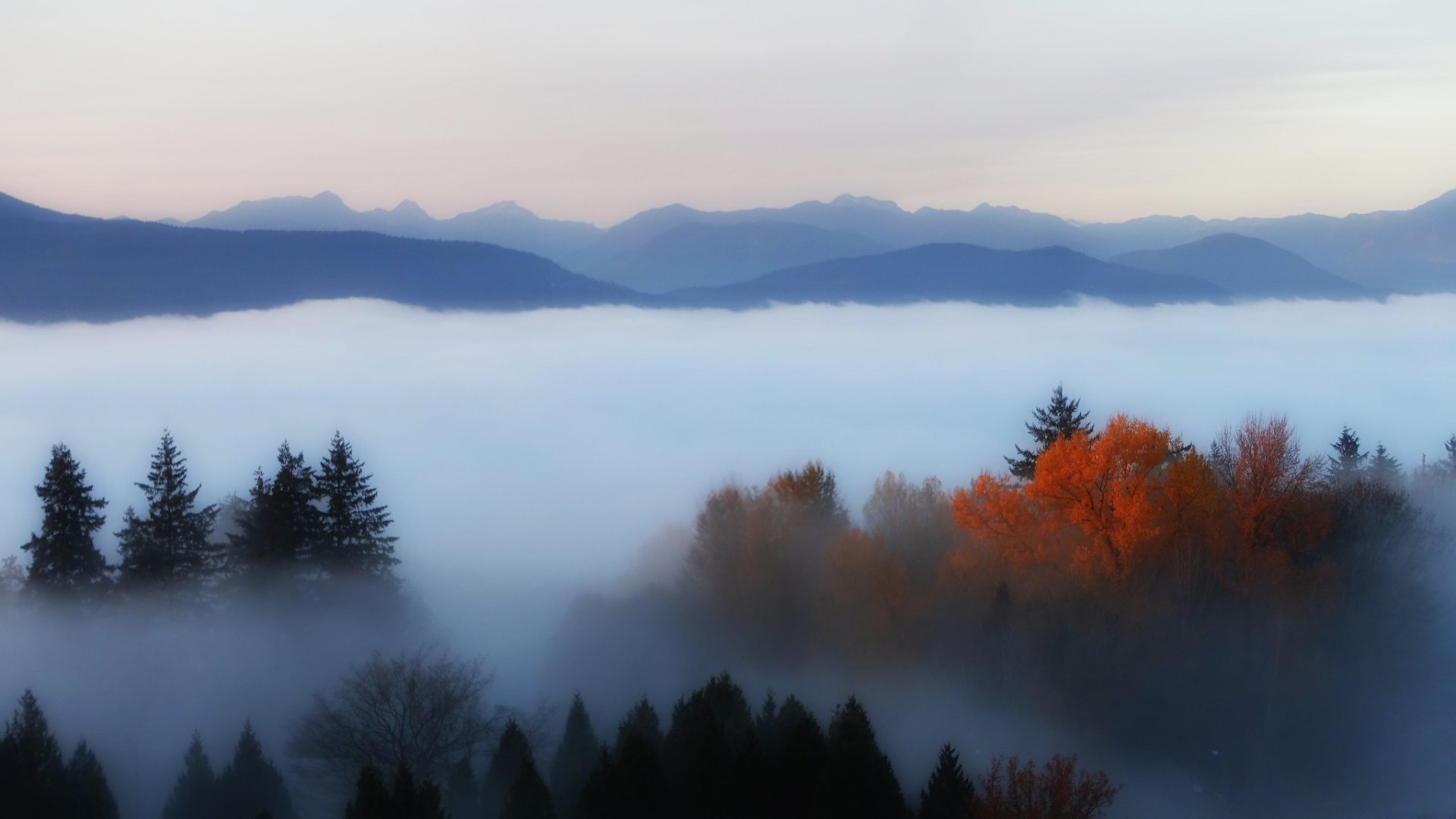 Herbstlaub in Vancouver