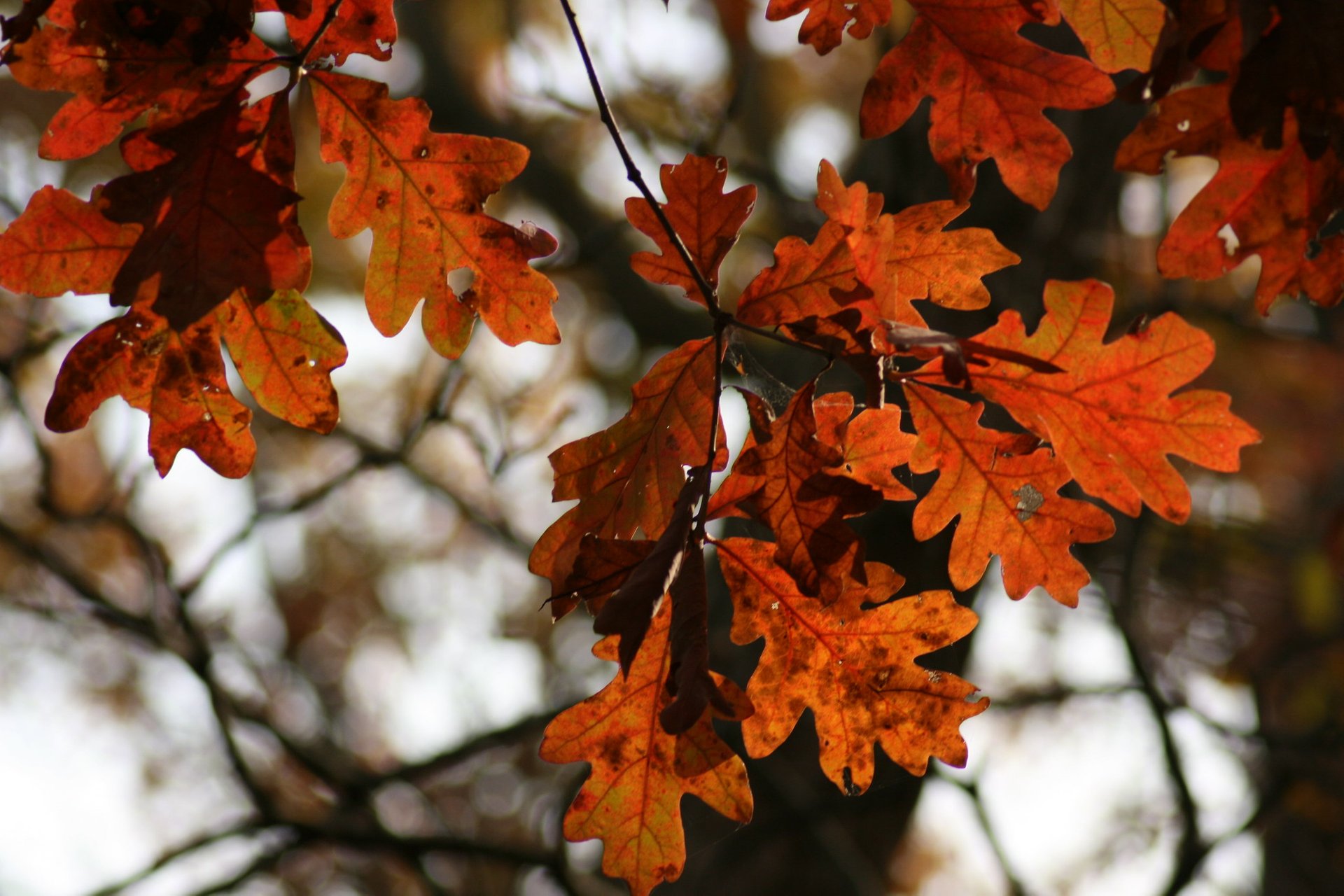 Colores del otoño de Illinois