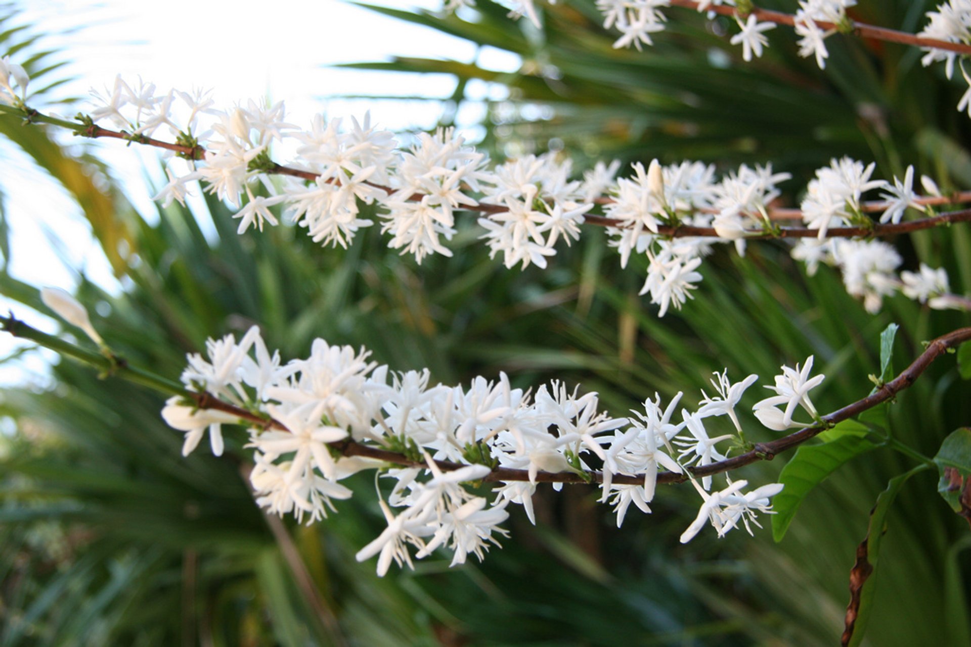 Fiore di caffè Kona o "Kona Snow"