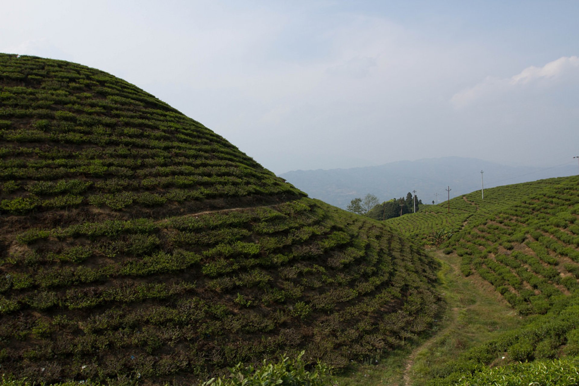 Stagione di raccolta del tè in Nepal