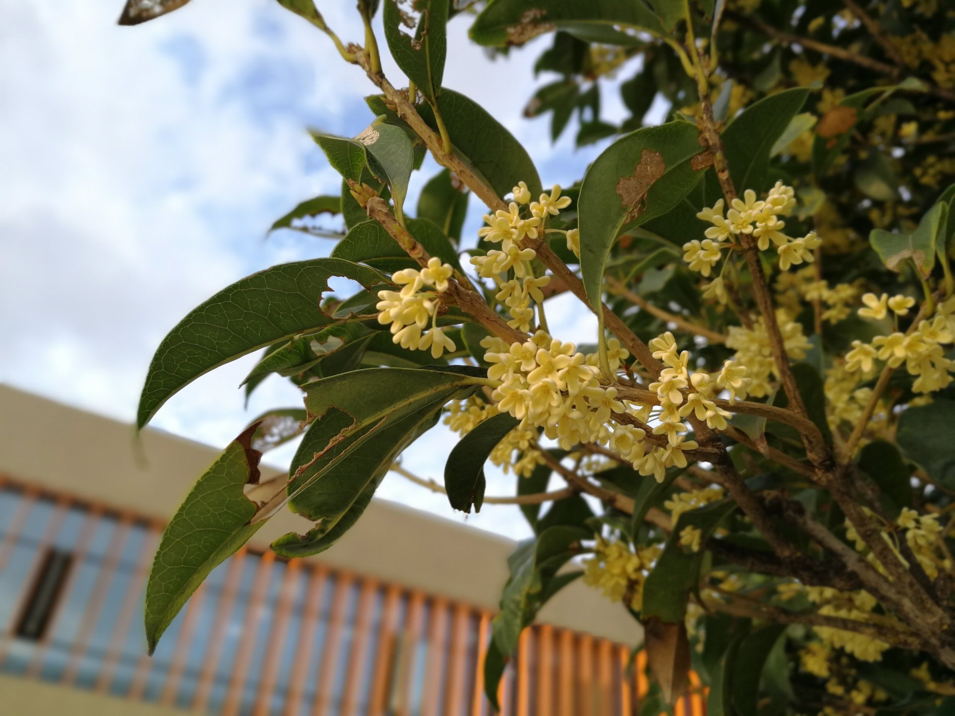 Süßer Osmanthus in Blüte