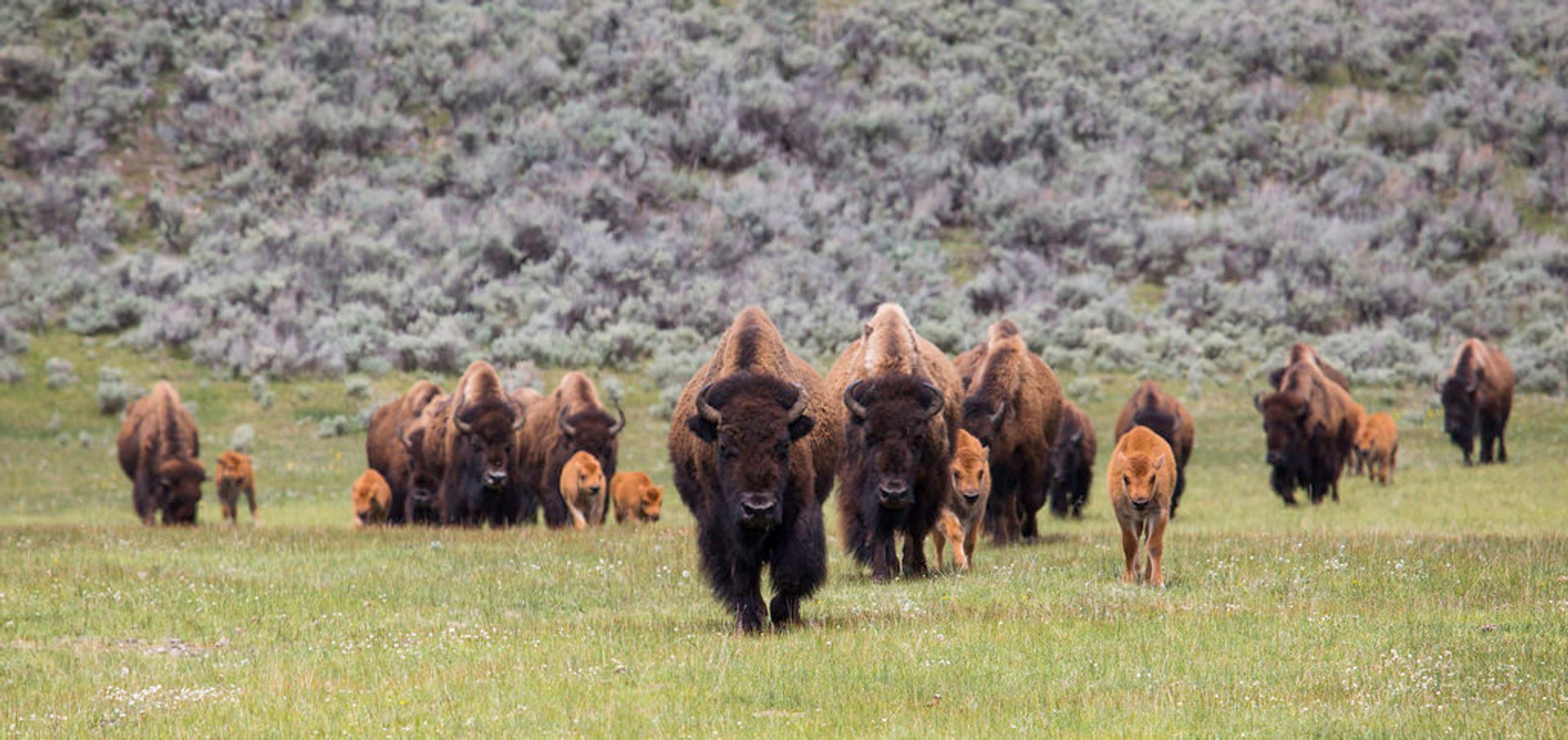 Stagione di accoppiamento di bisonti