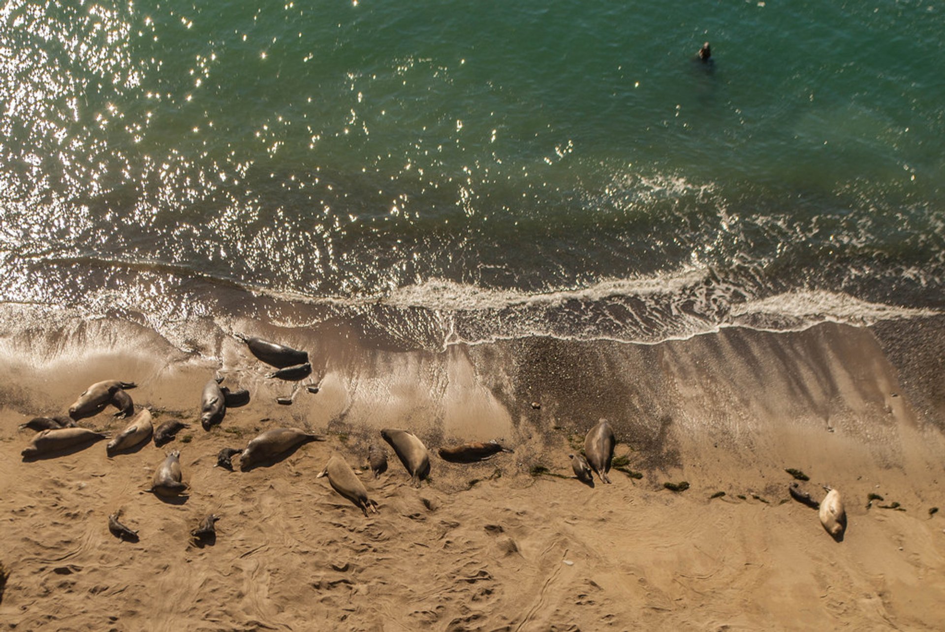 Elephant Seals