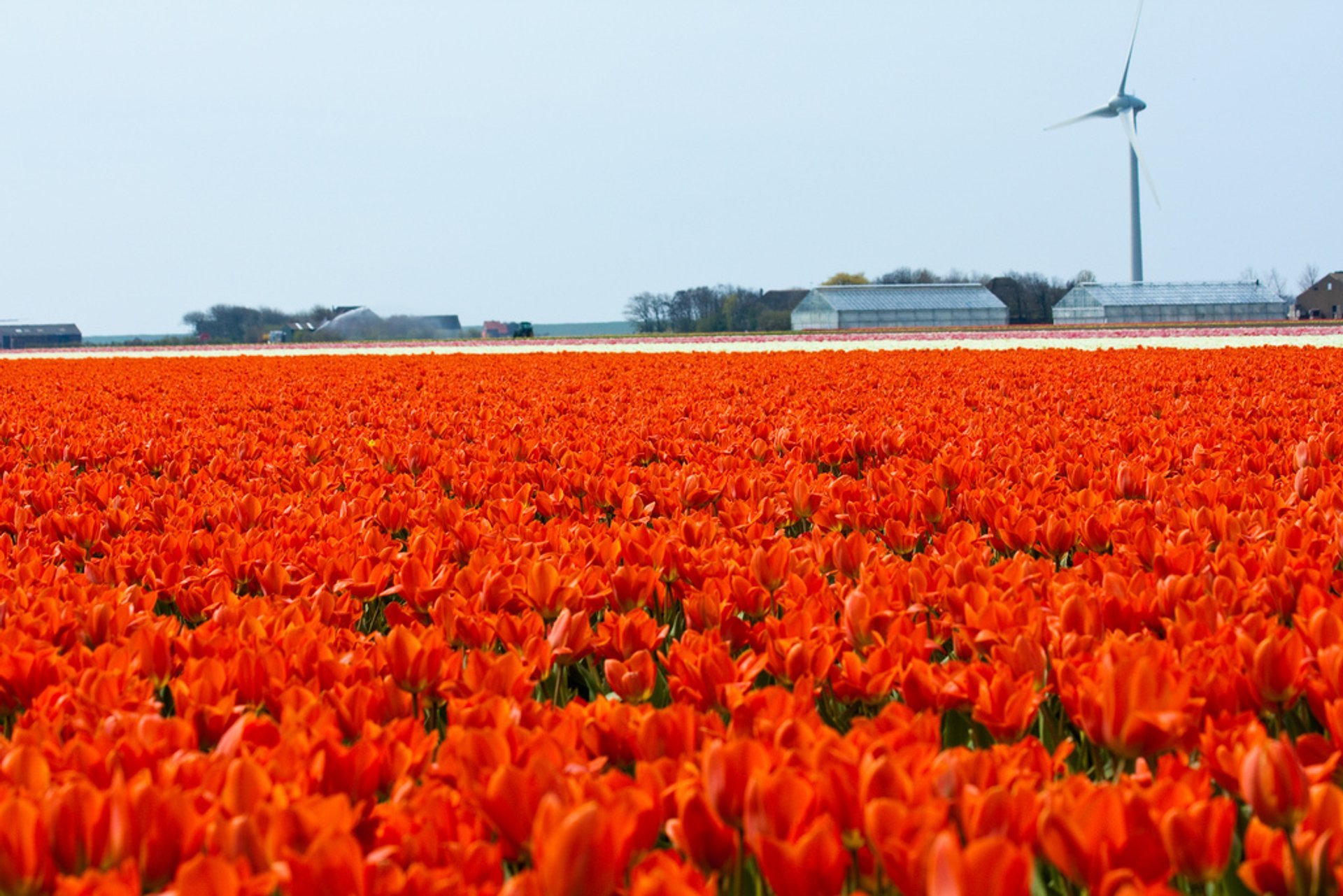 Tulip Season in The Netherlands 2025 Rove.me