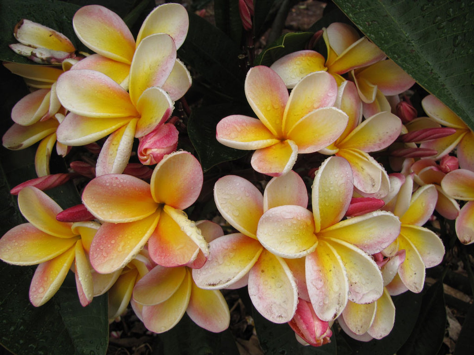 Plumeria Blüten