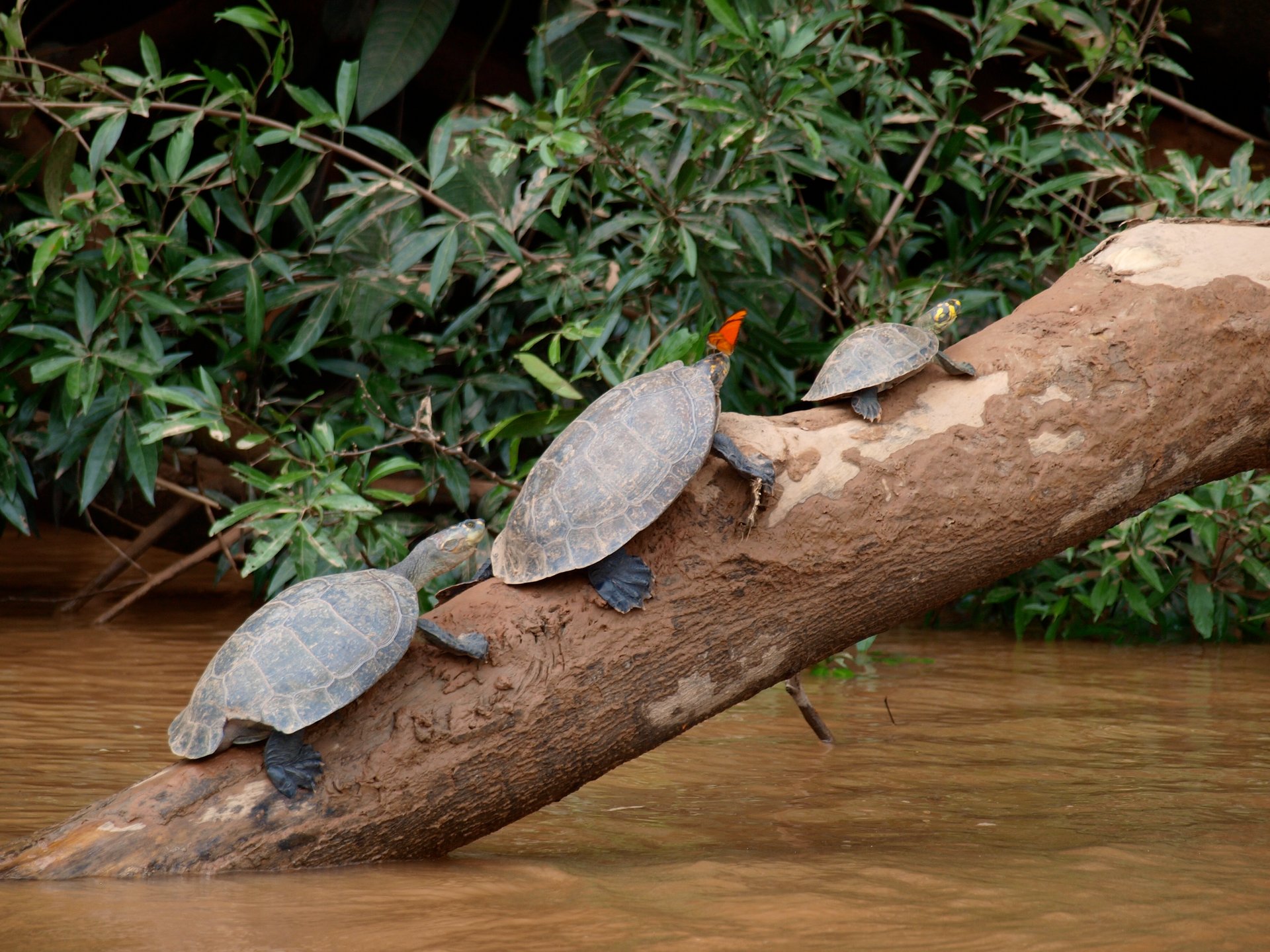 Papillons qui boivent des larmes de tortue