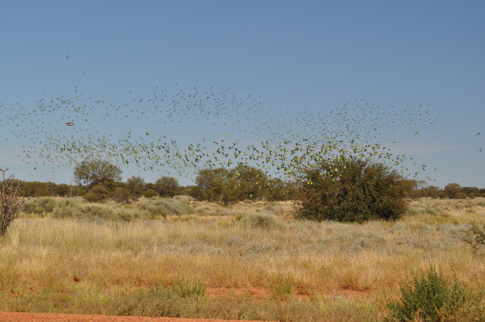 Budgie Tornado