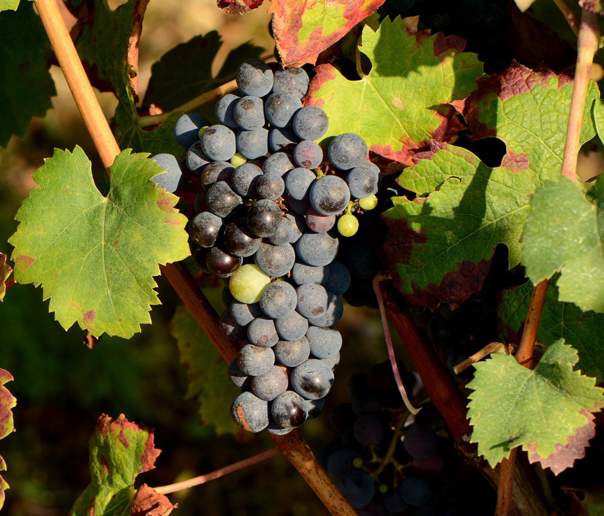 Cosecha de uvas y festivales