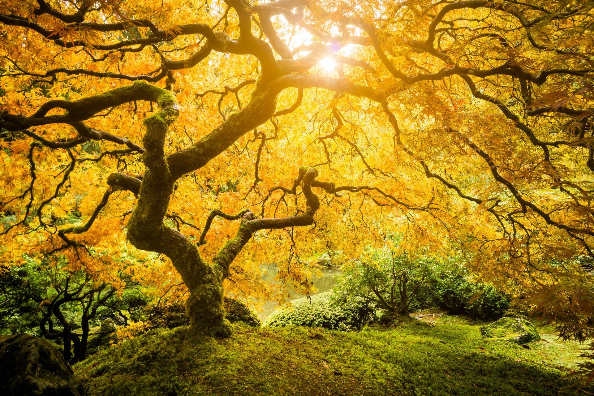 Couleurs de l'automne de l'Oregon