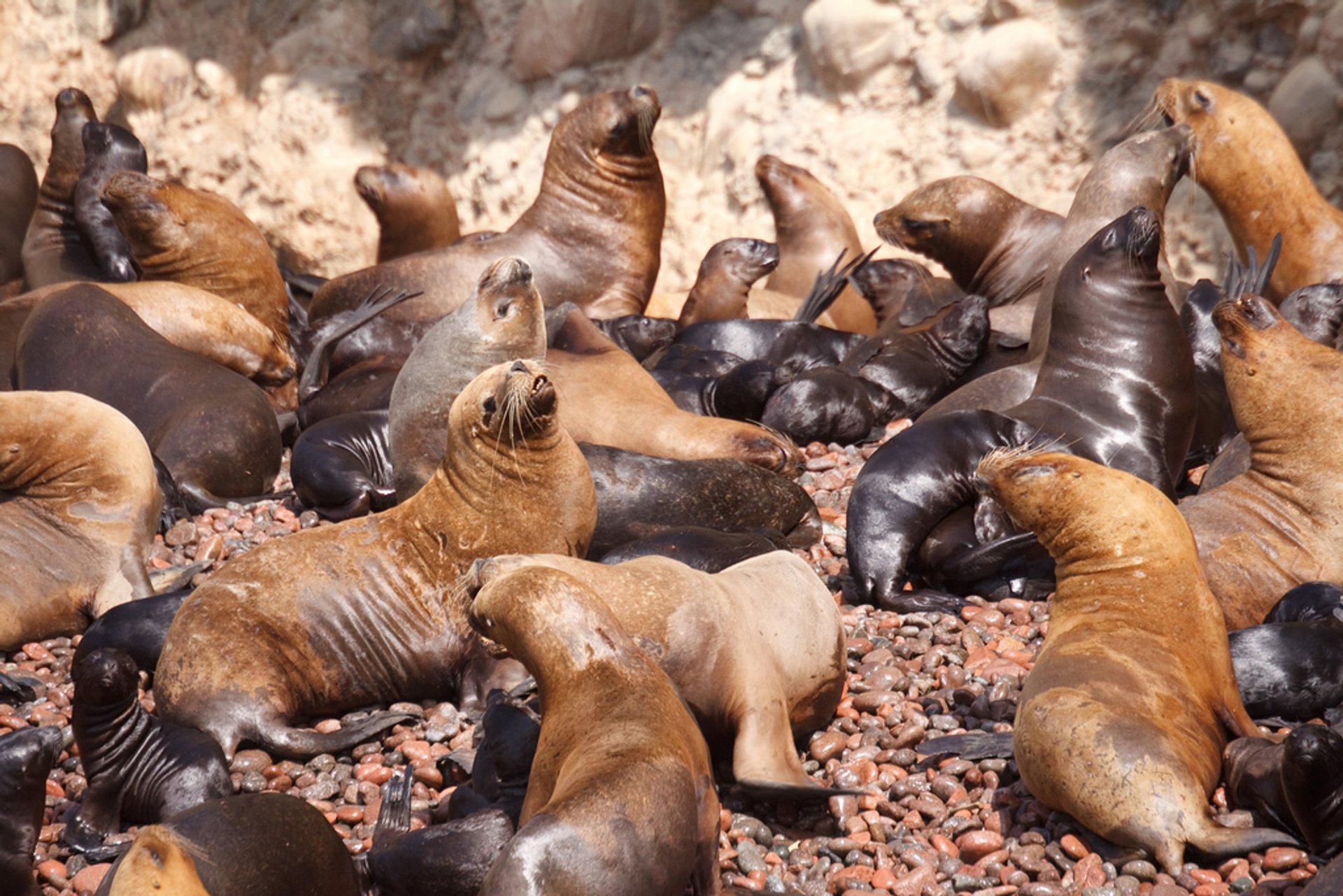 Marine Fauna of the Ballestas Islands