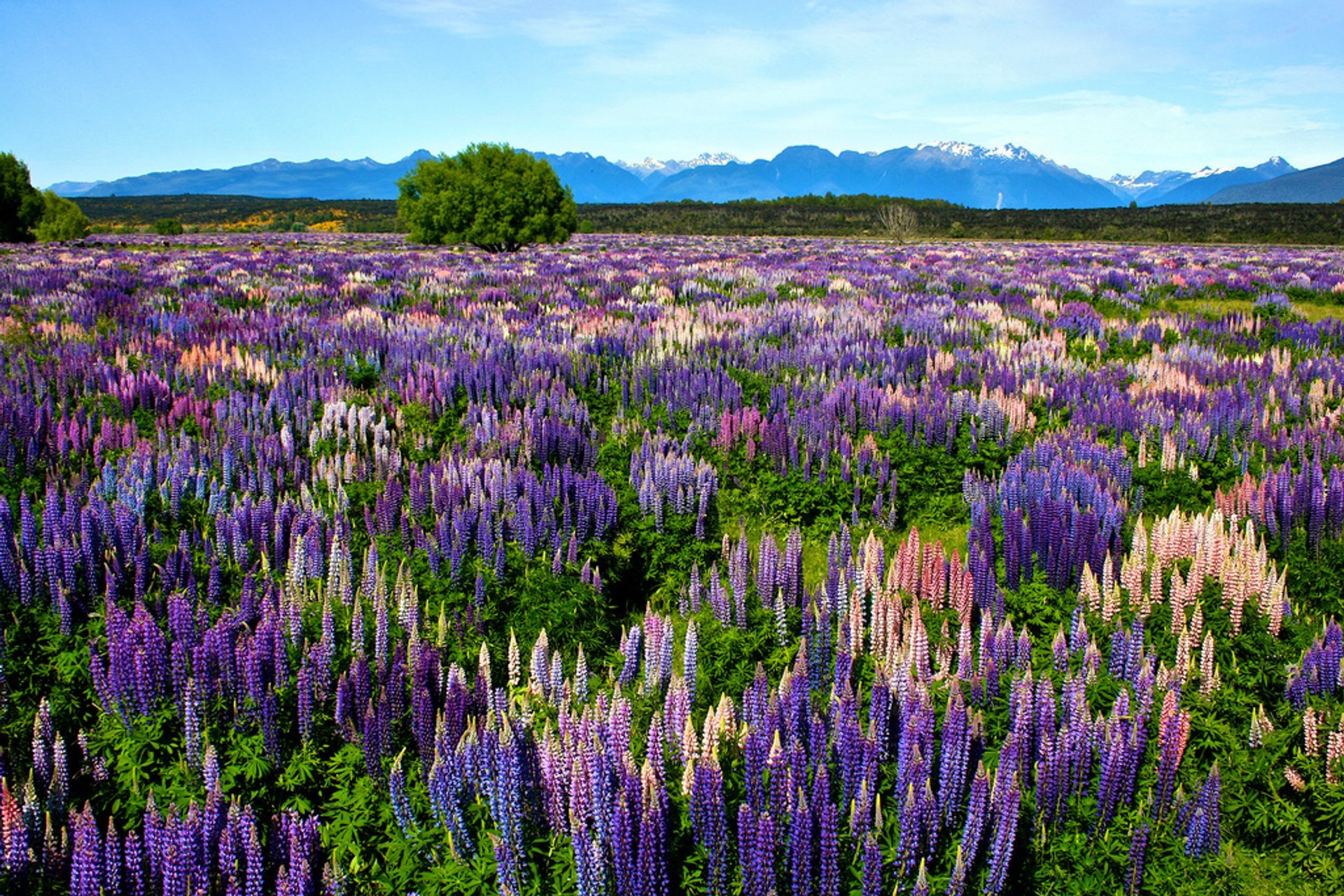 Fields of lupine