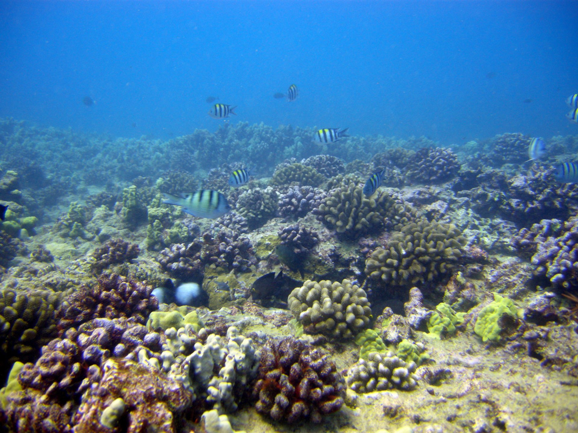 Scuba diving e snorkeling