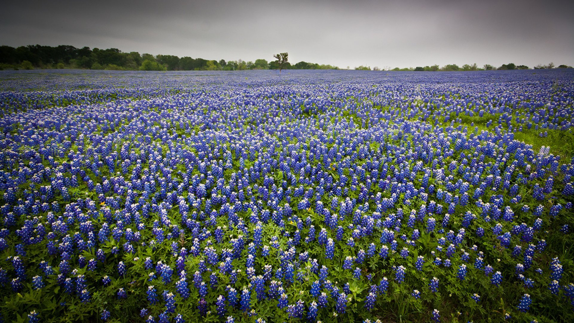 Bluebonnets (Lupinus texensis)