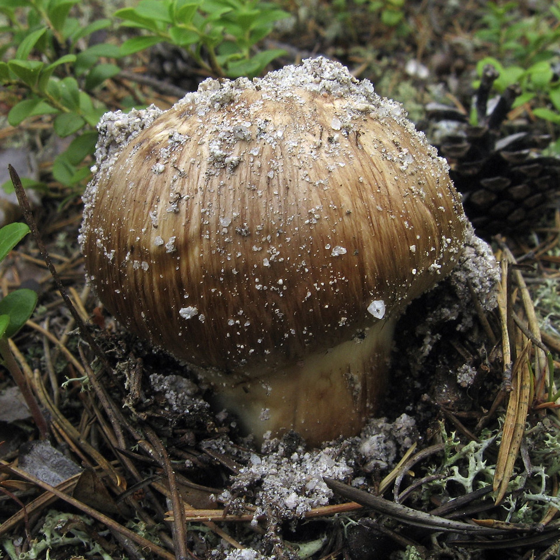 Champignons de la péninsule olympique