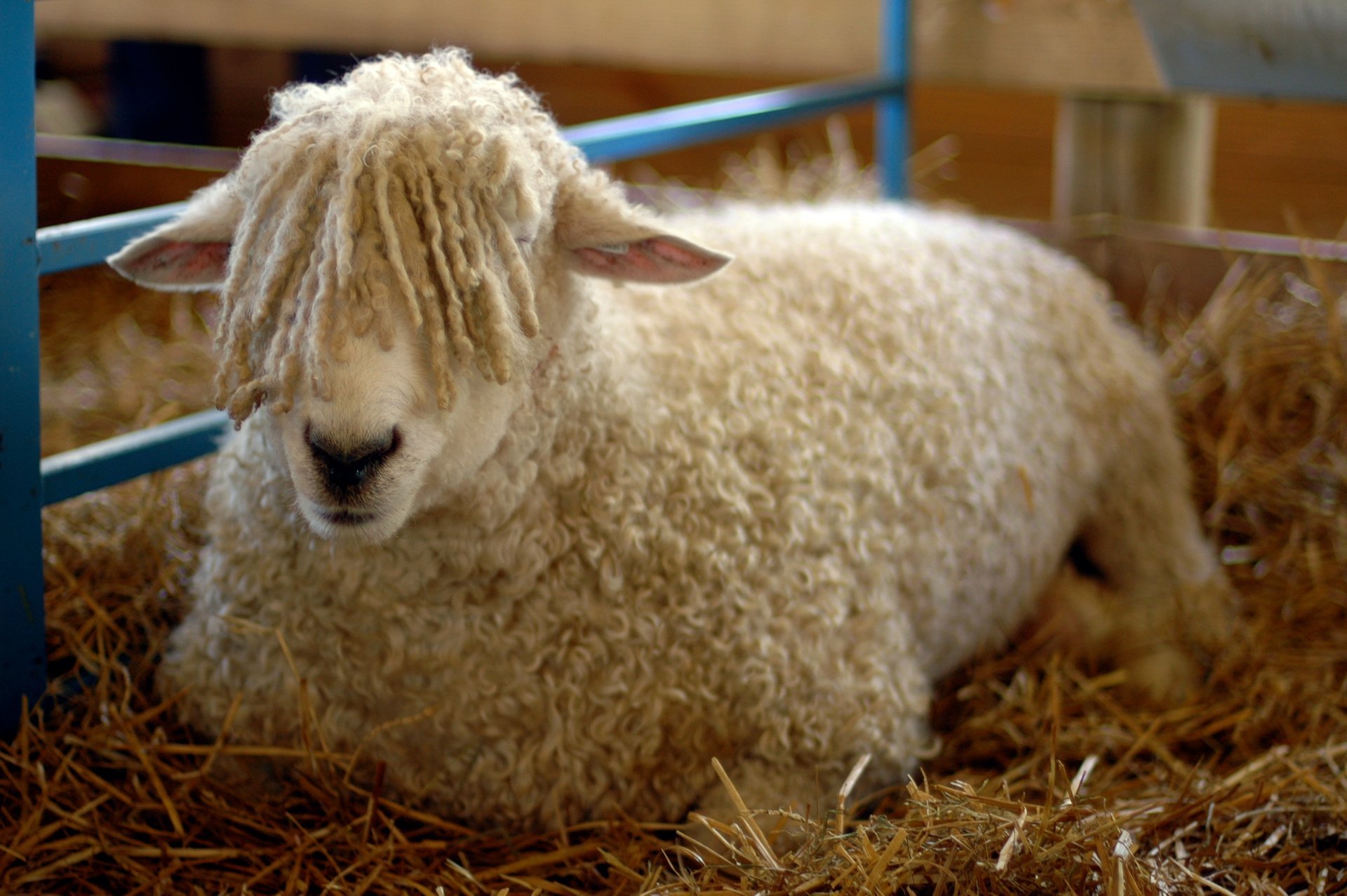 New York State Sheep And Wool Festival 2024 Bobbi Chrissy