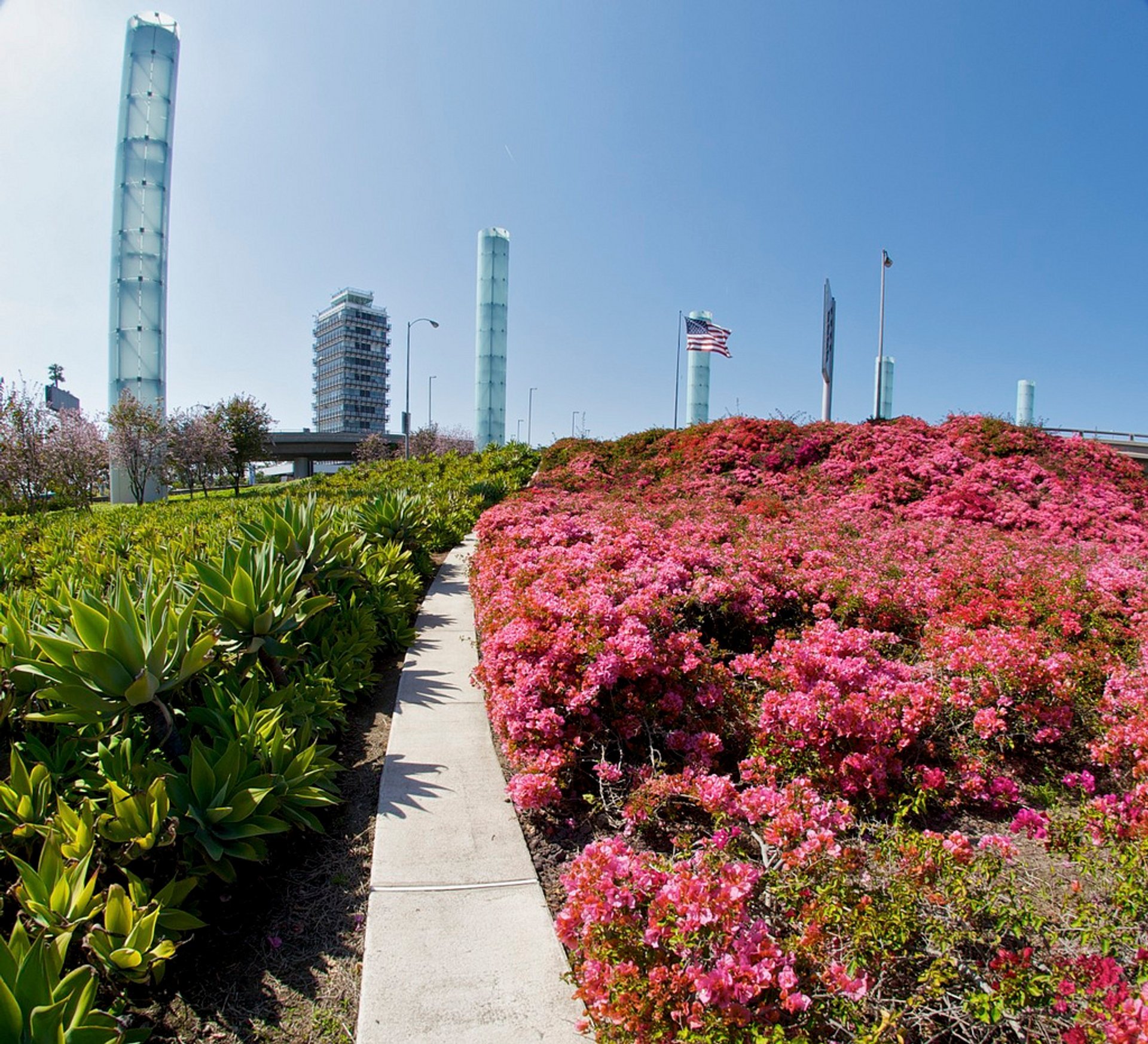 Floração de buganvilias