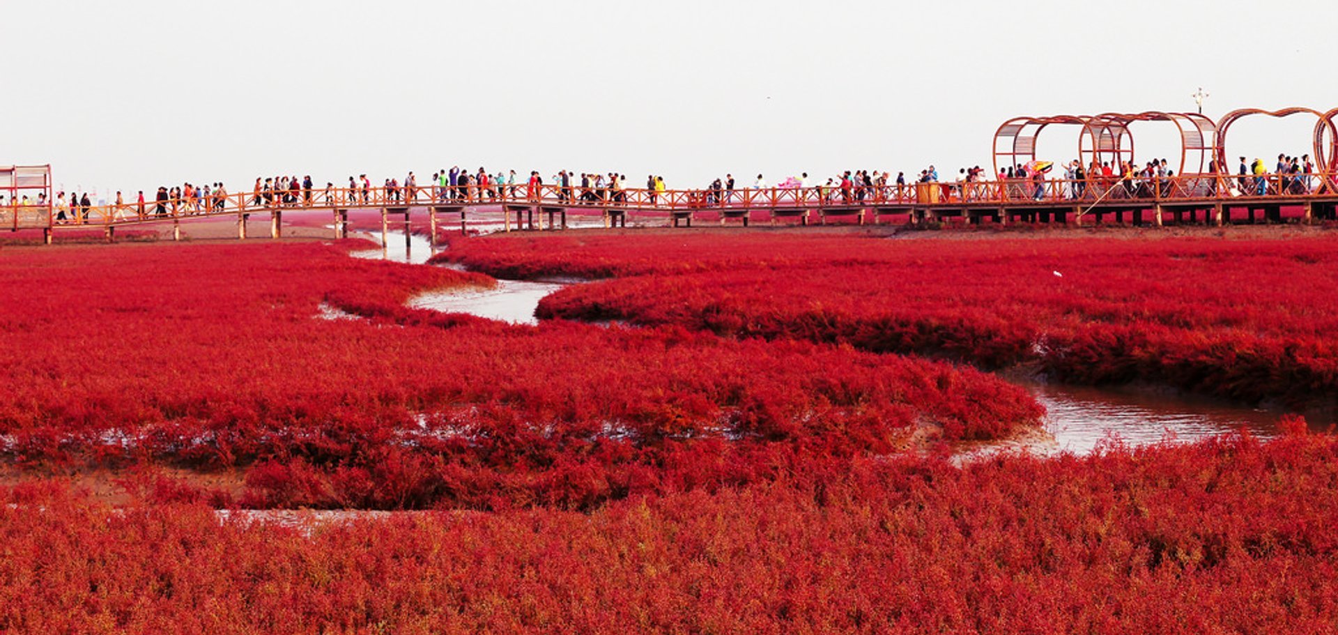 Plage rouge de Panjin