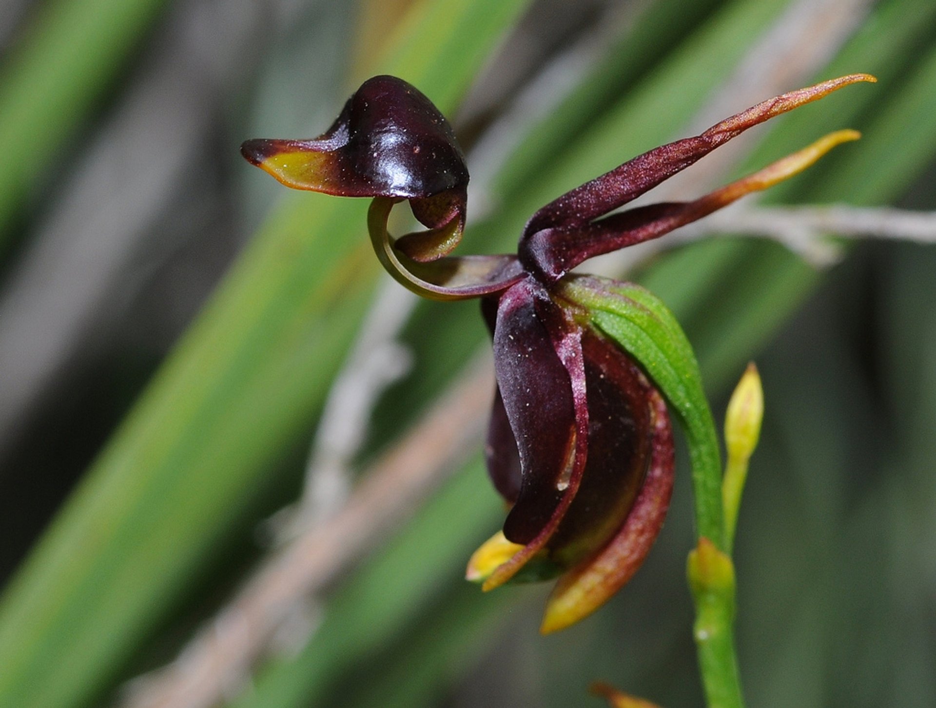 Caleana major (Flying Duck Orchid) - World of Flowering Plants