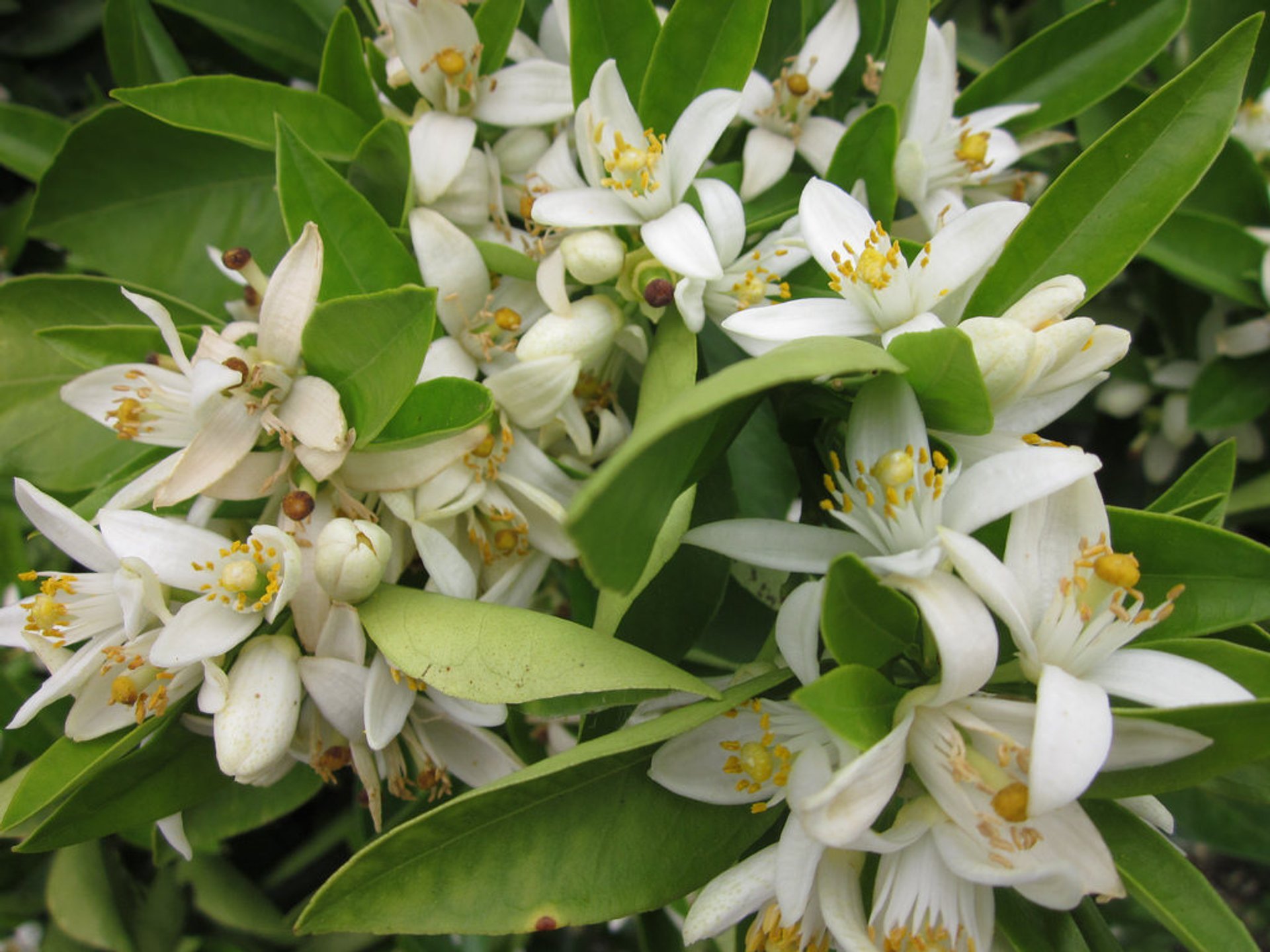 Flor de laranja (Azahar)