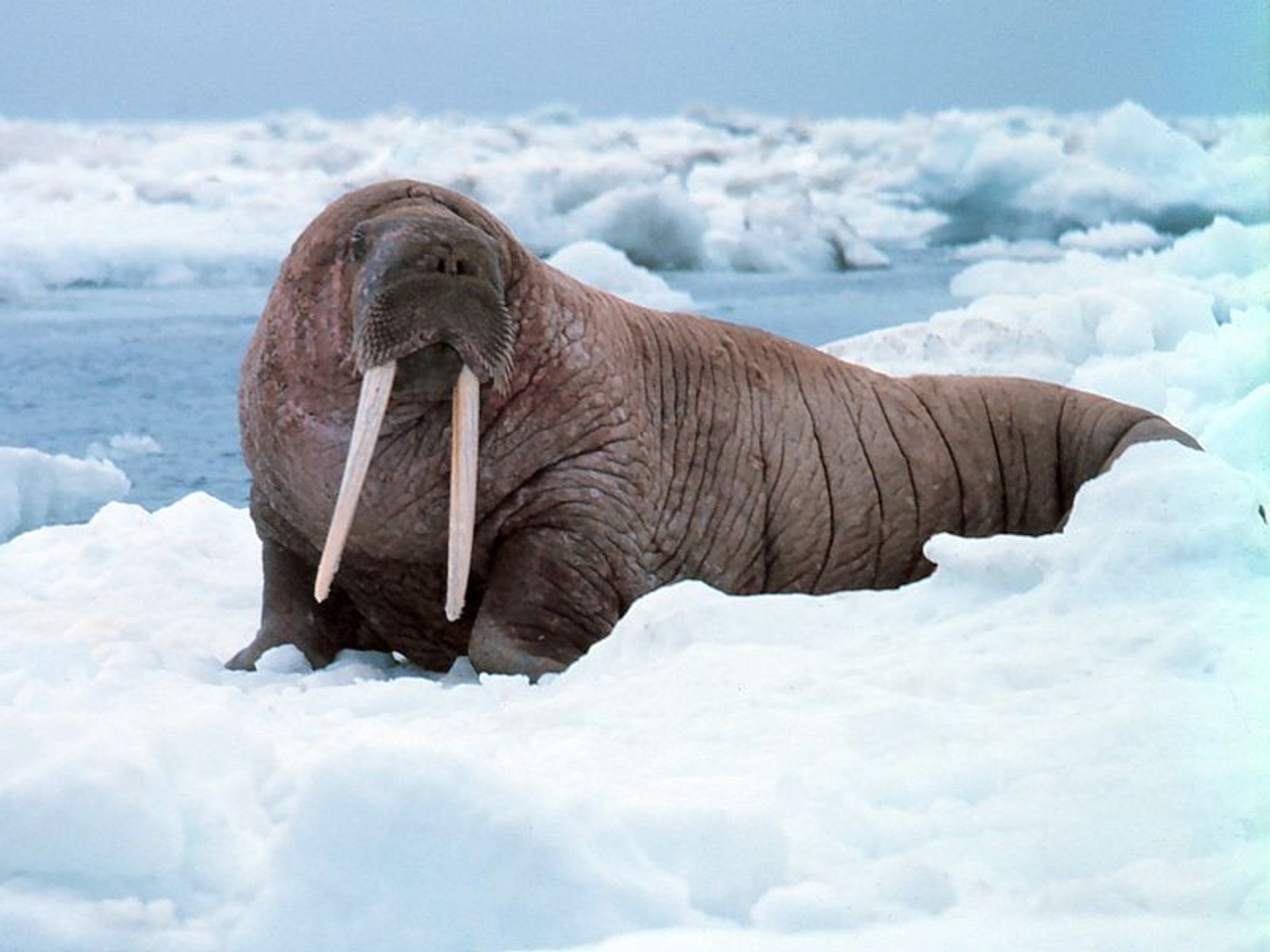 Walrus Watching