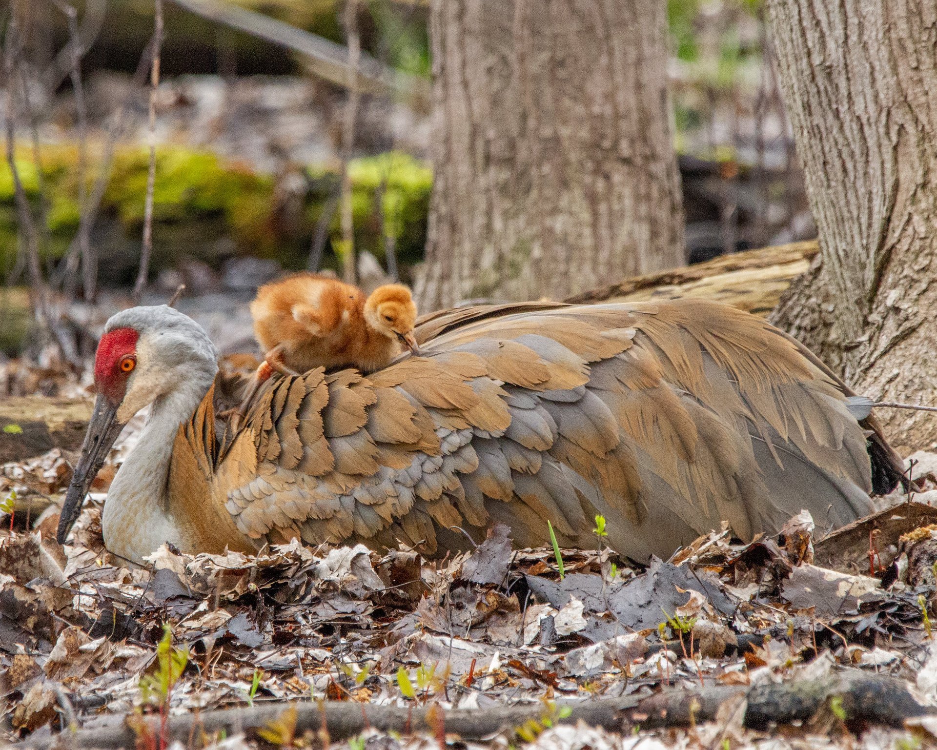 Migration de la grue du Canada