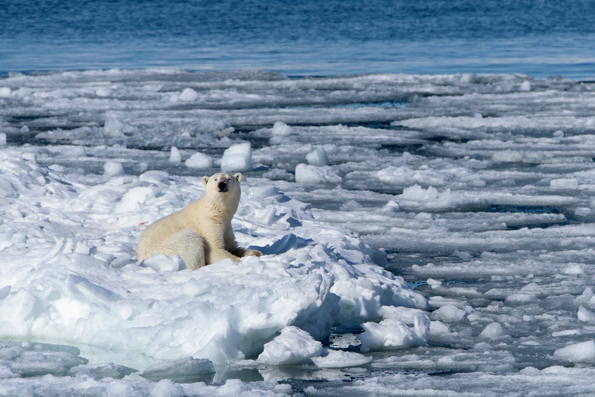 Polar Bear Watching