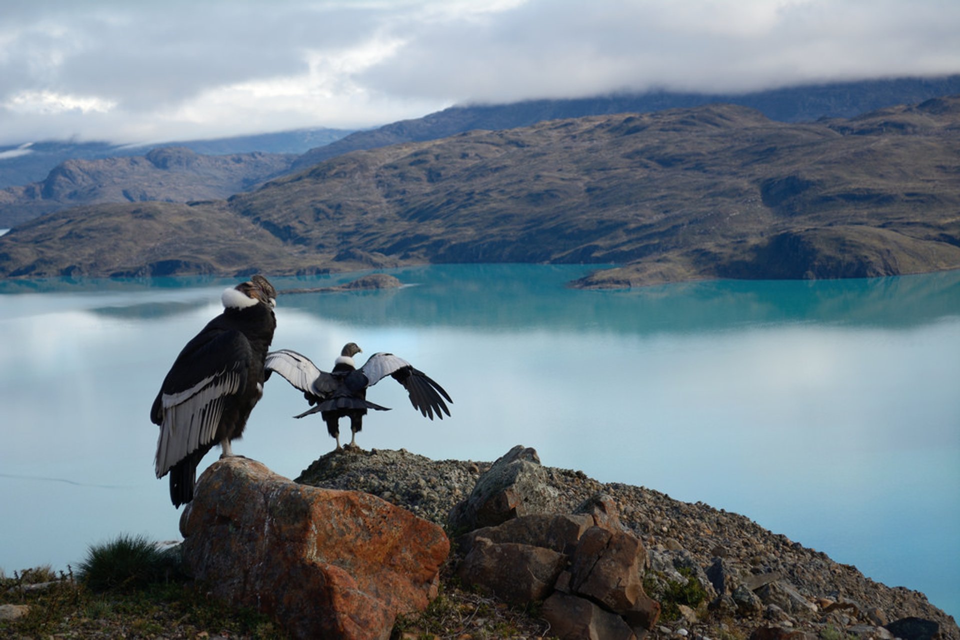 Espèces sauvages de la Patagonie