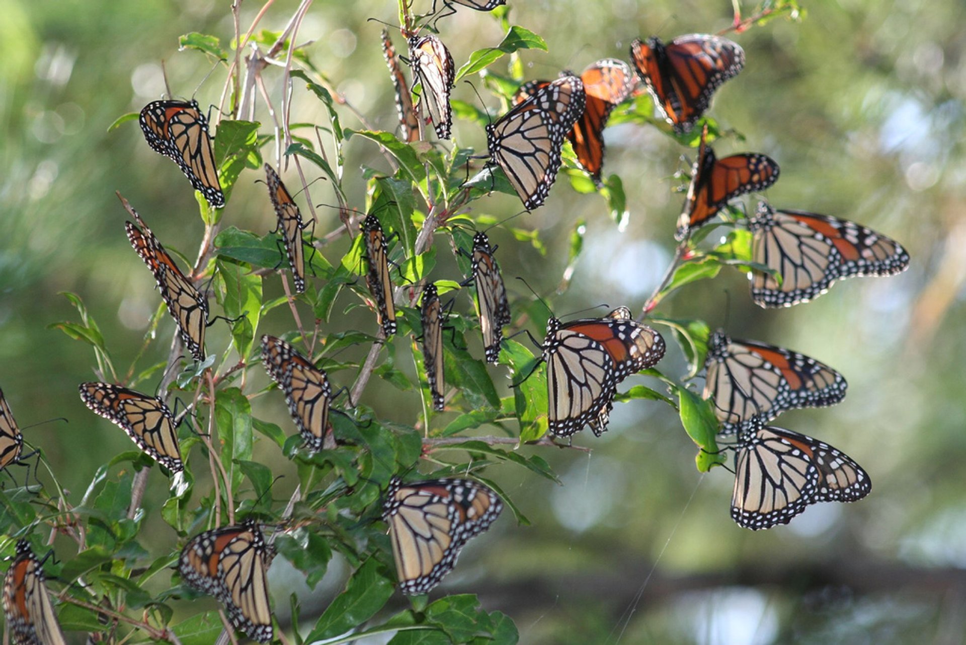 Monarchfalter Wanderung