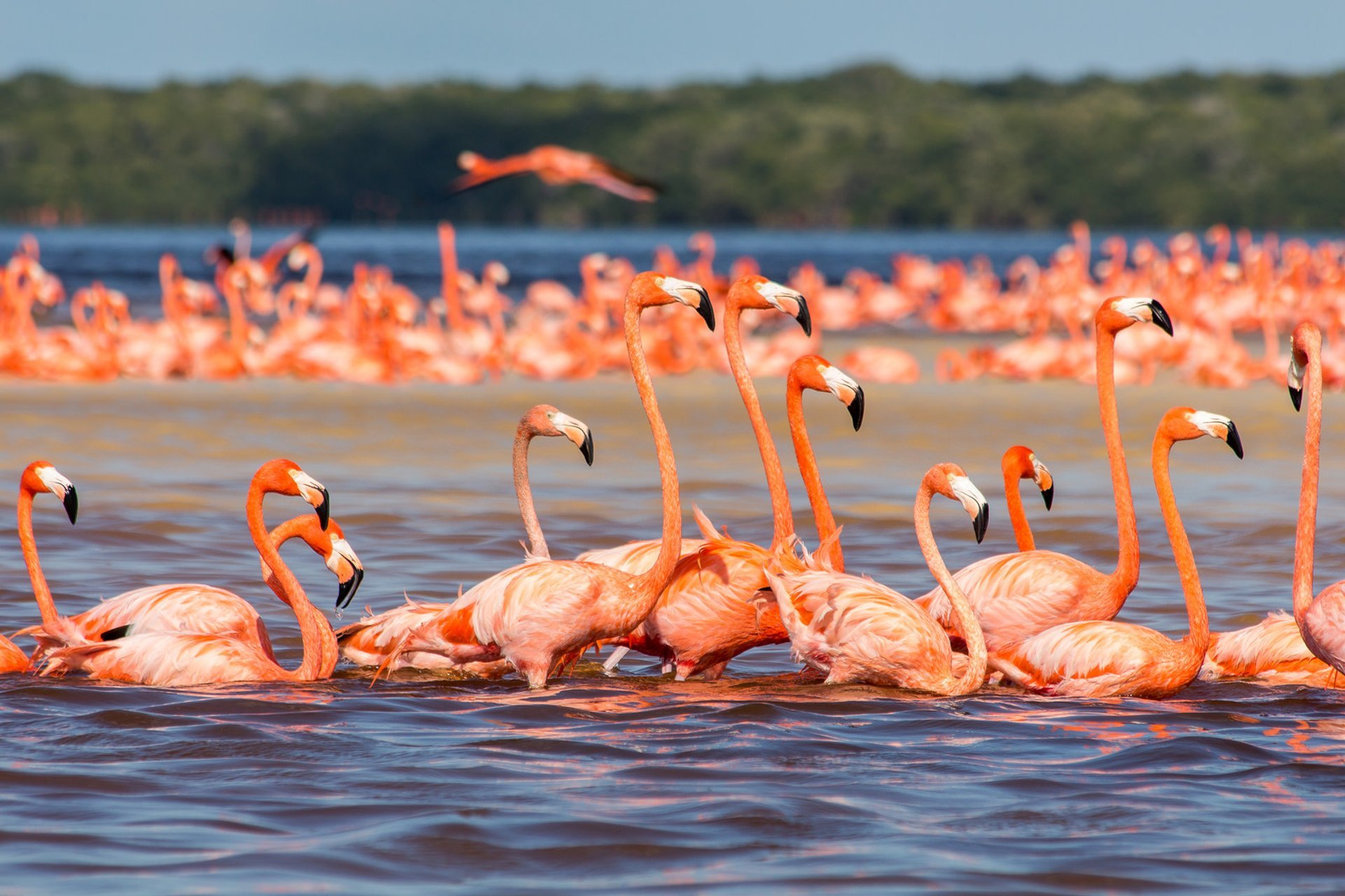 Flamants roses