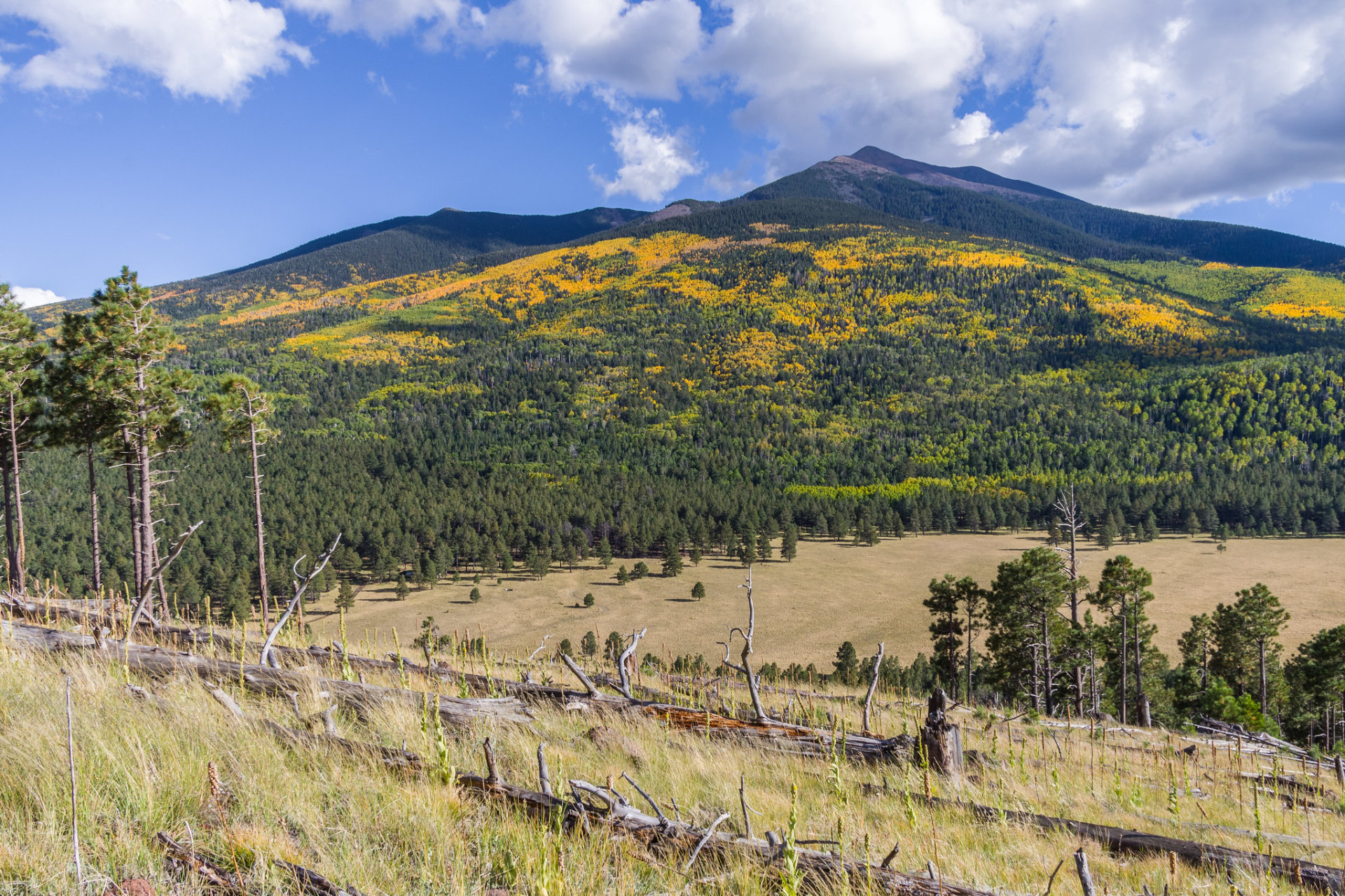 Flagstaff Herbstlaub