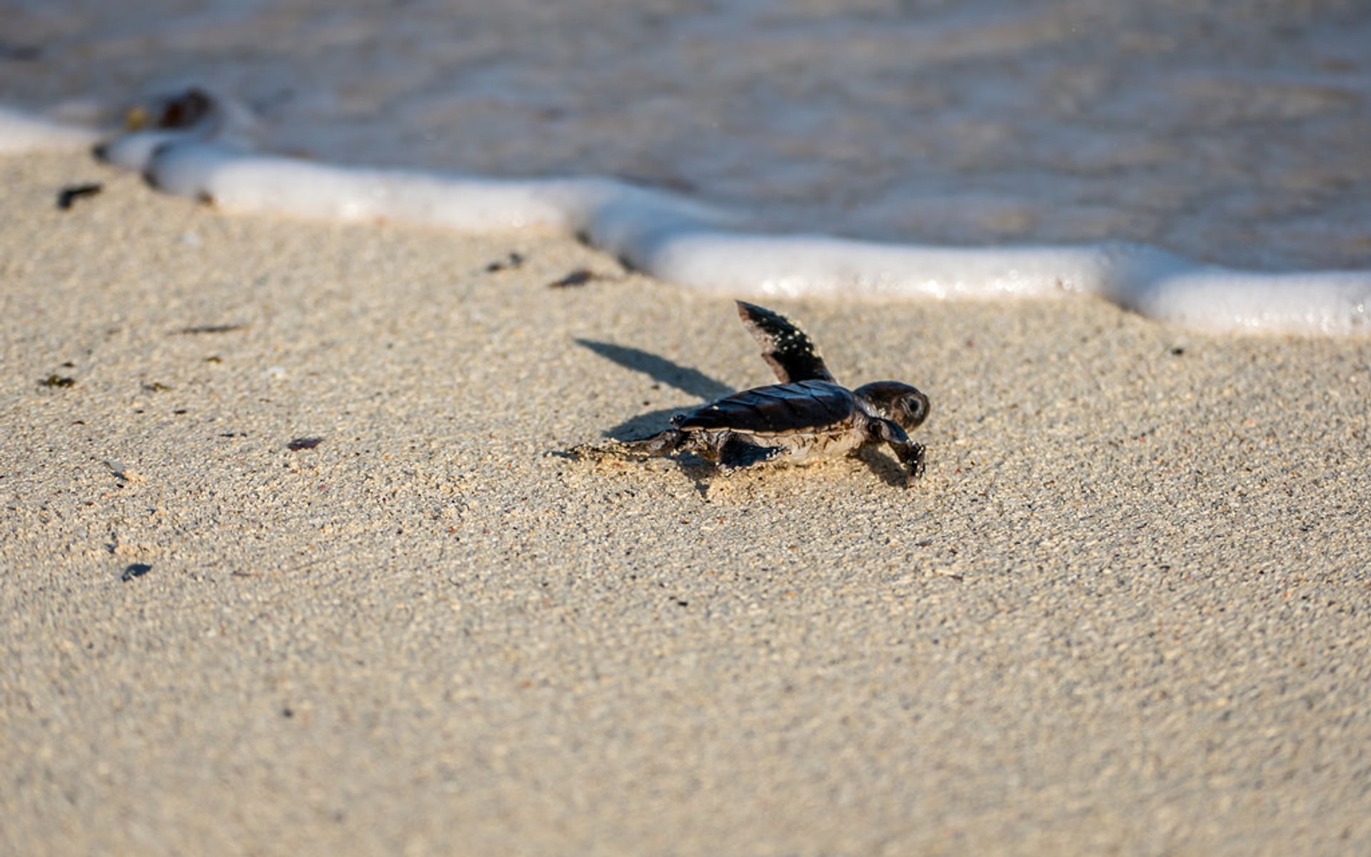 Le tartarughe di mare hatchlings