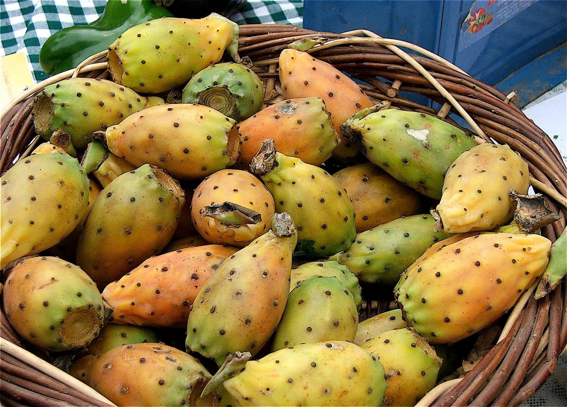 Opuntia (or pêra espinhosa)