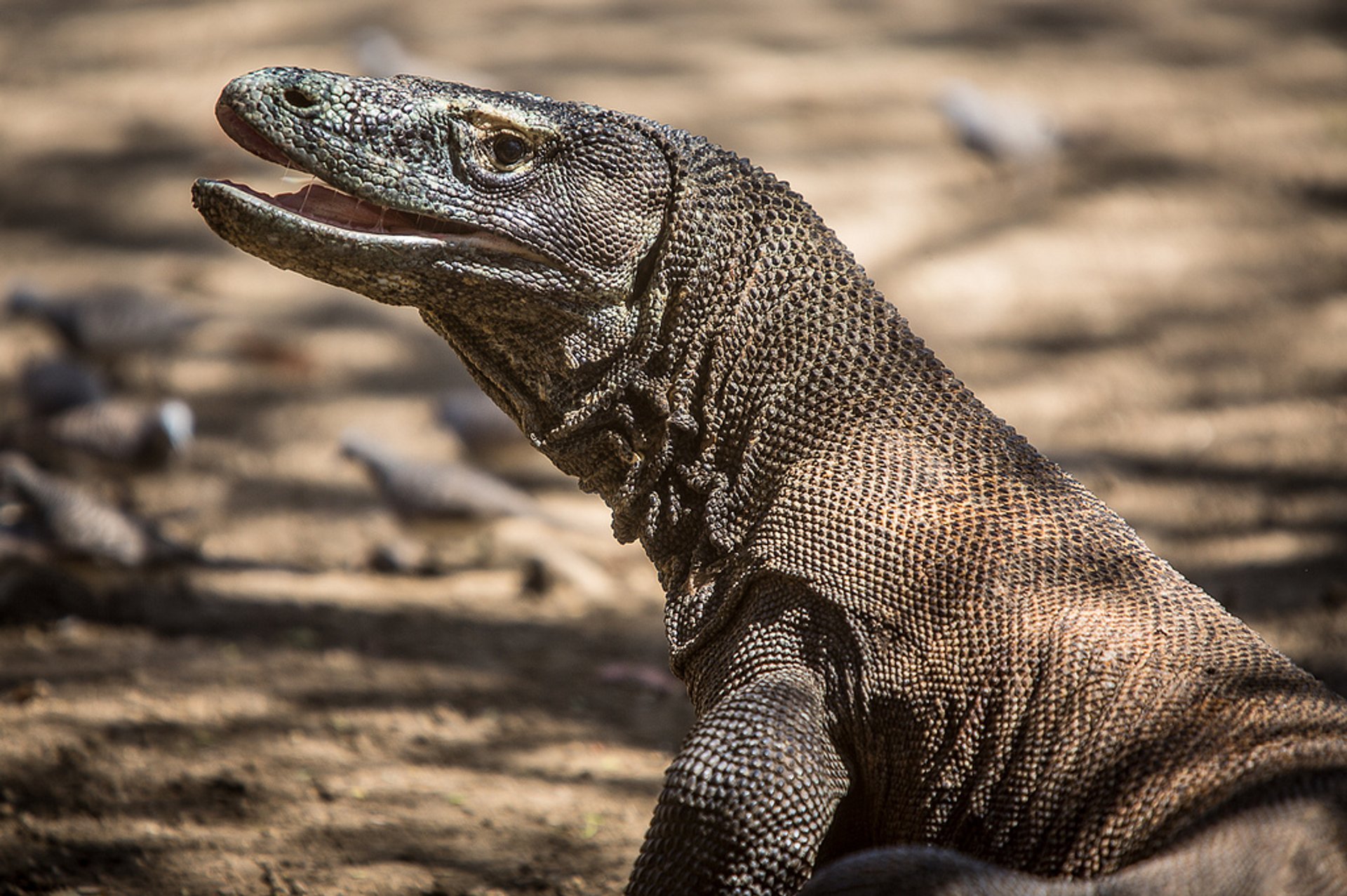 Dragons de Komodo