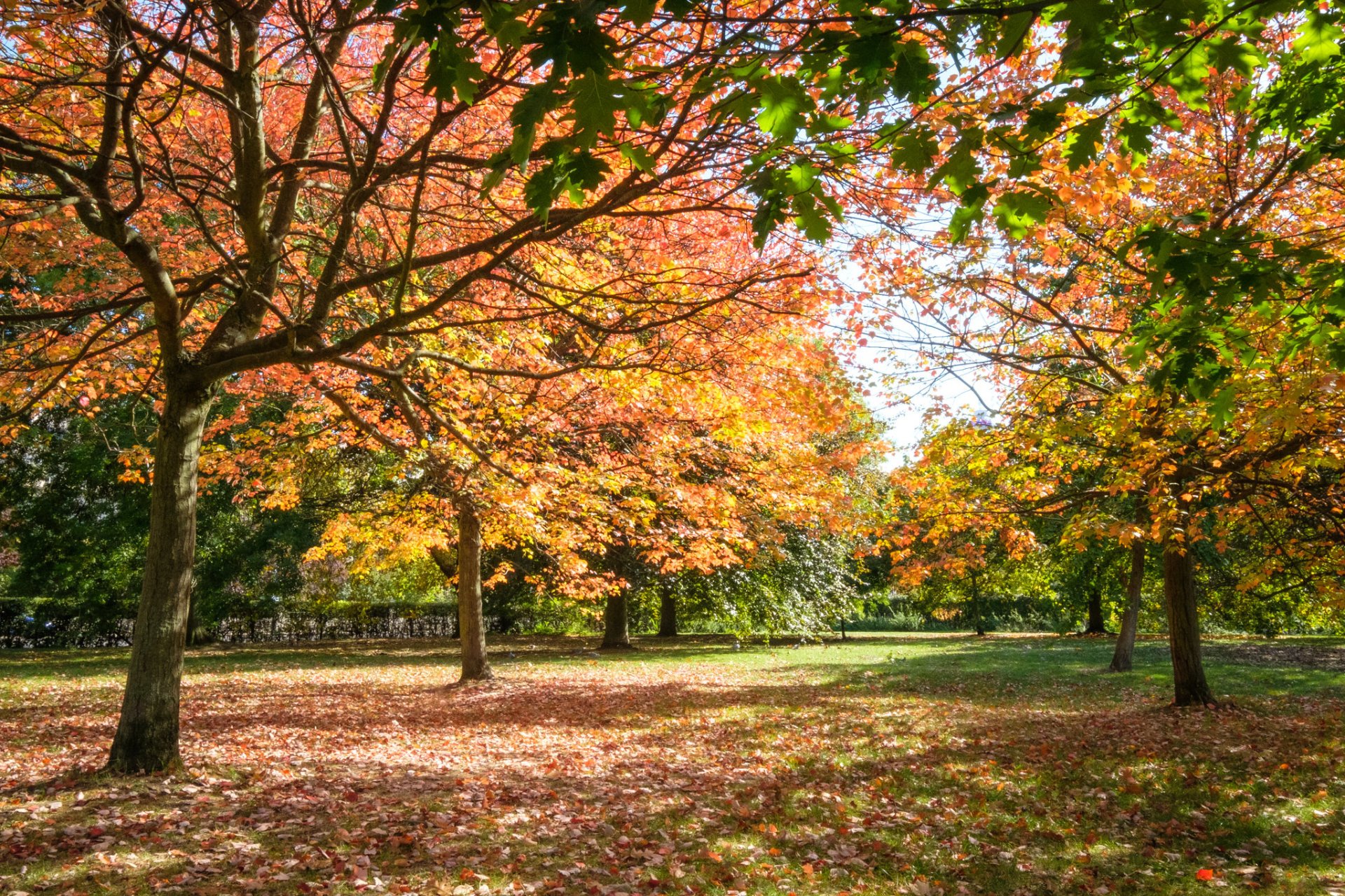 Colores de otoño