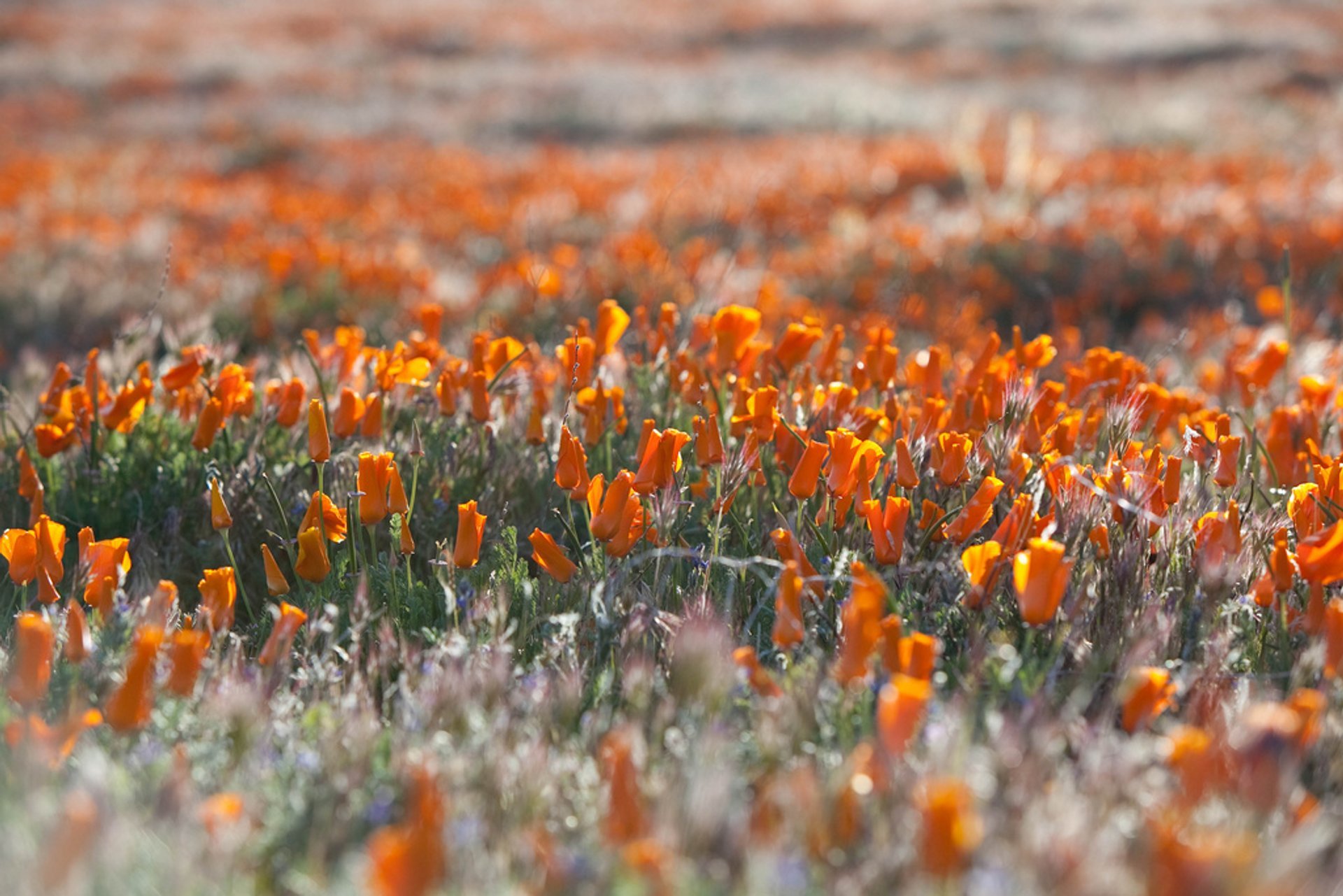 Kalifornischer Mohn in Blüte im Antelope Valley