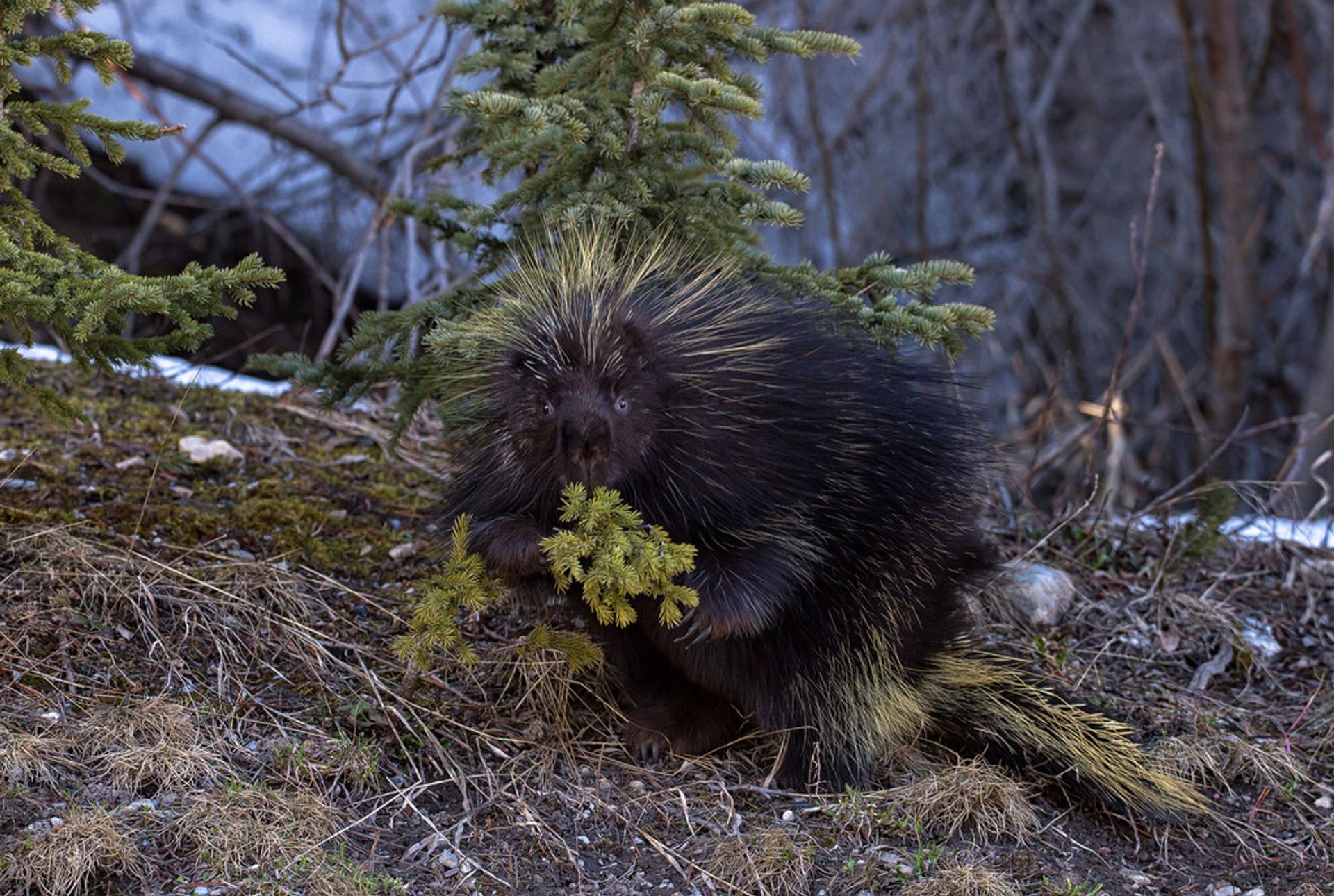 Fauna selvatica nel Parco Nazionale Banff