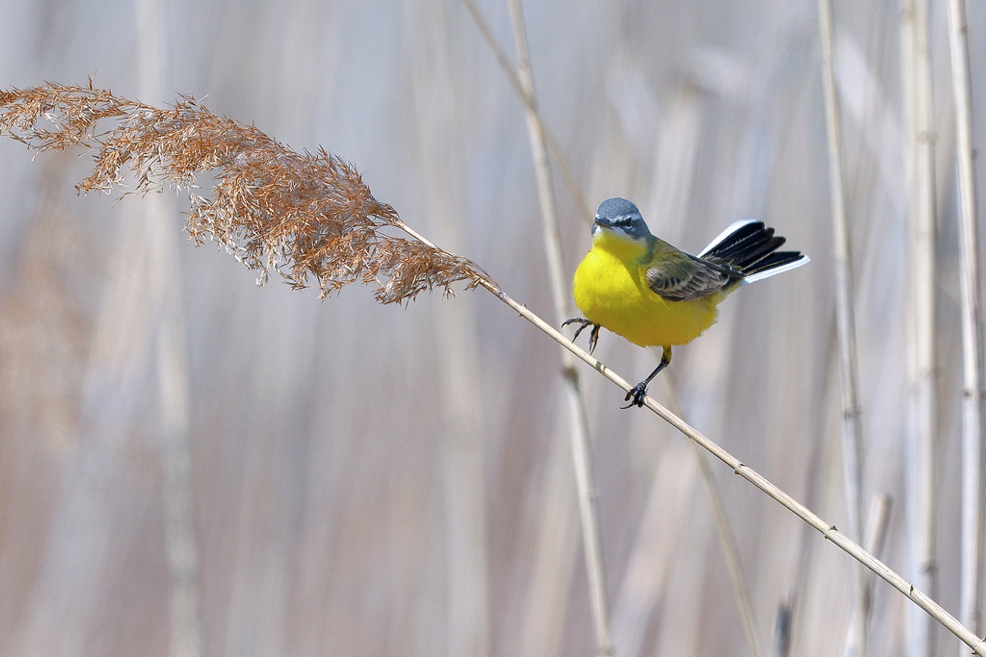 Observation des oiseaux