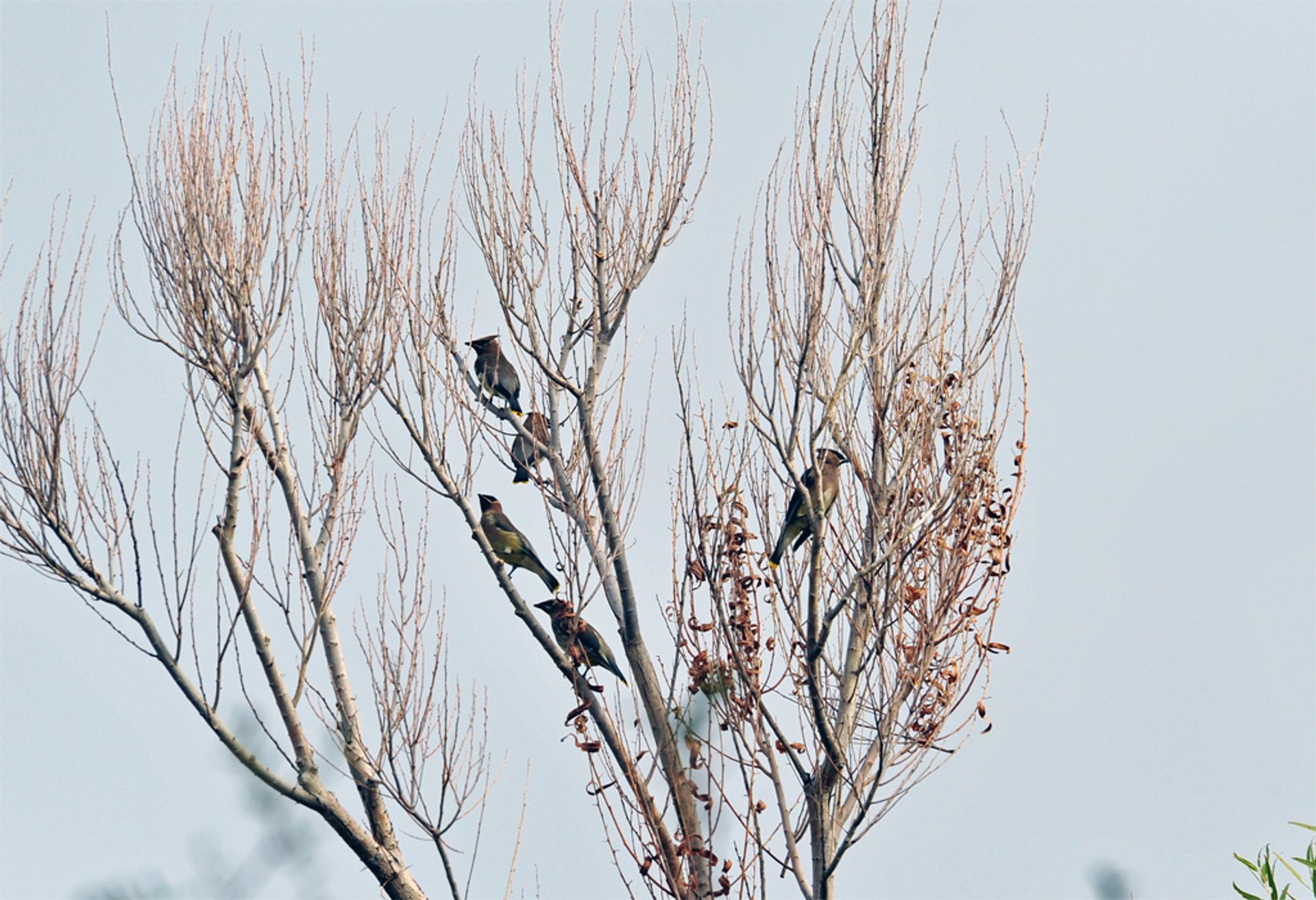 Birdwatching in Corn Creek